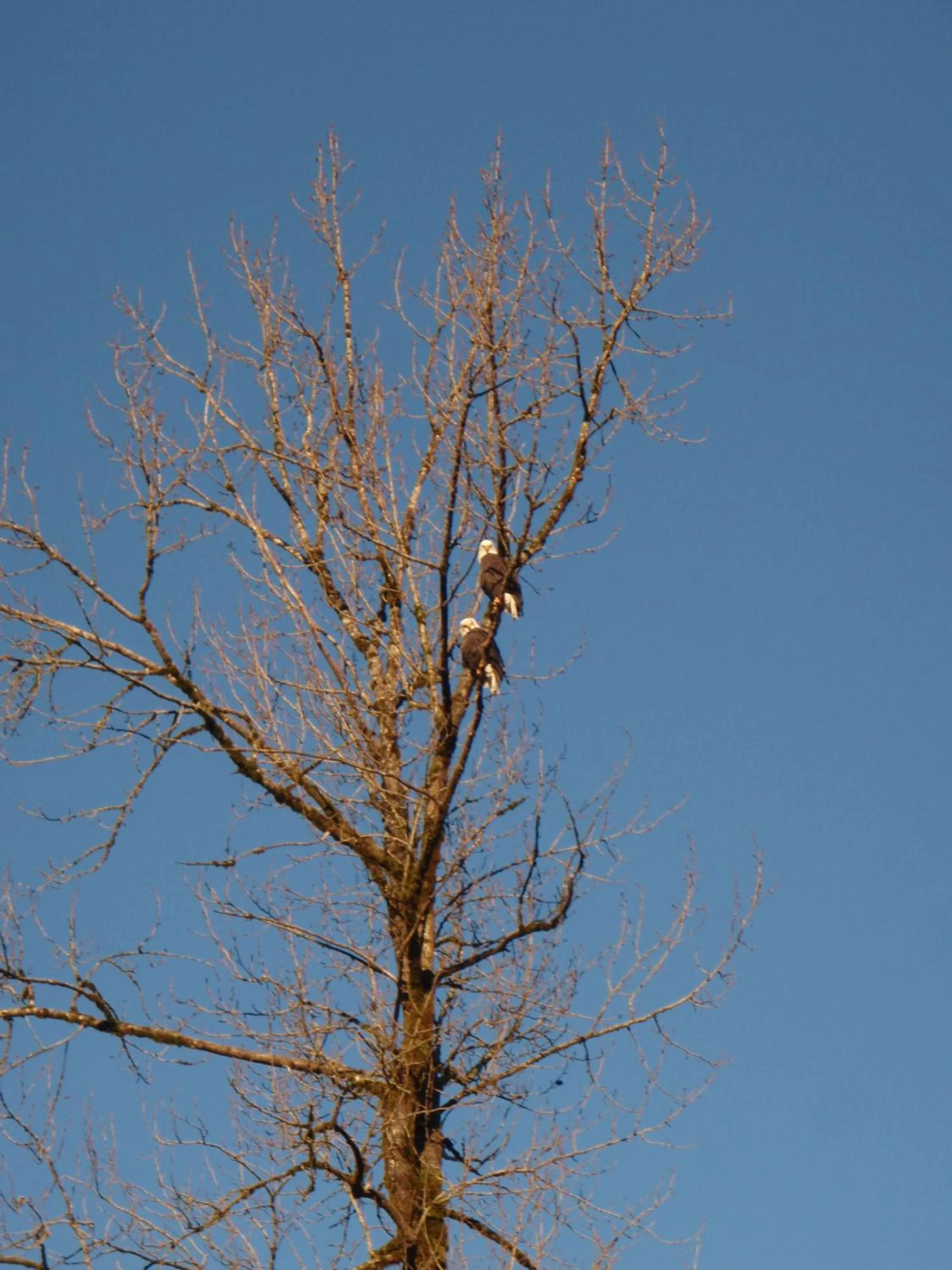 Natural landscape in Sunwolf Riverside Cabins