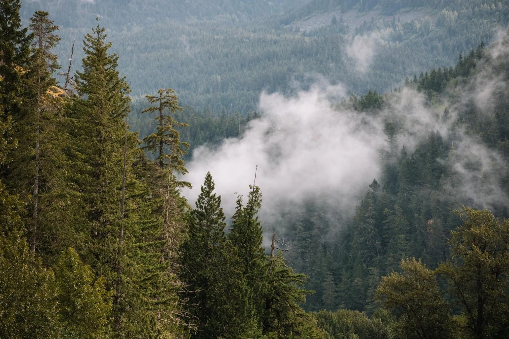 Natural landscape in Sunwolf Riverside Cabins