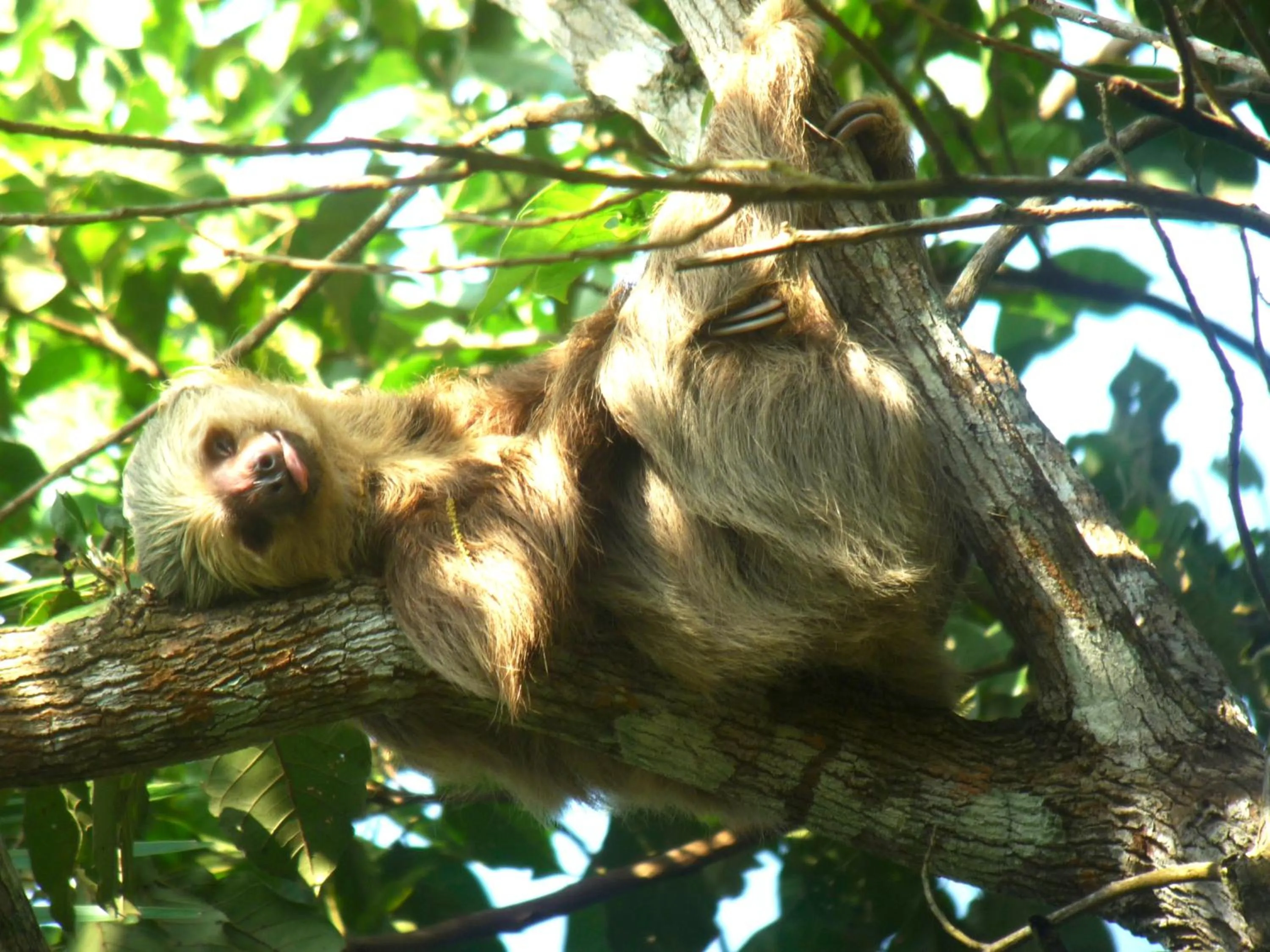 Activities in Gamboa Rainforest Reserve