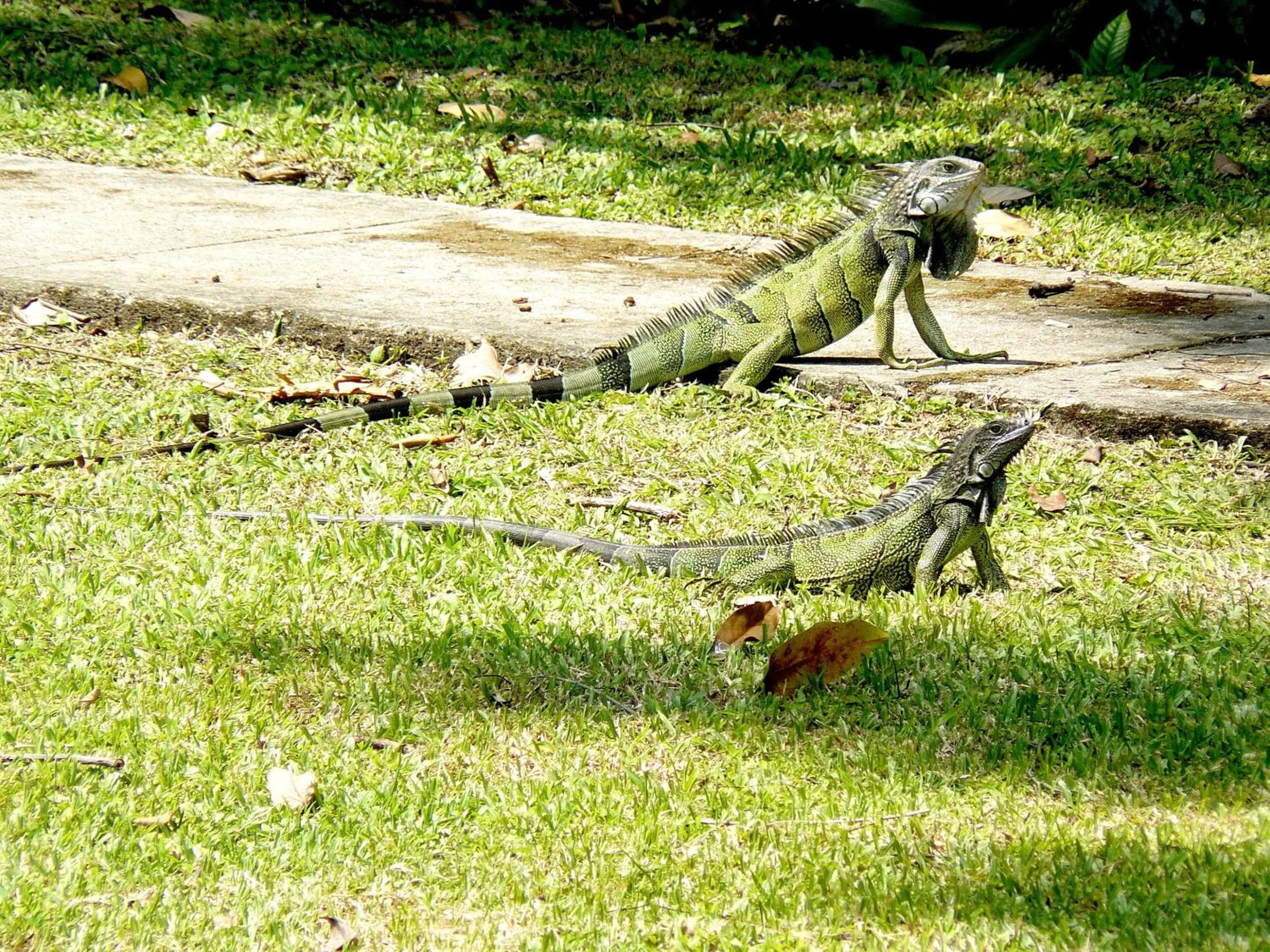 Other in Gamboa Rainforest Reserve