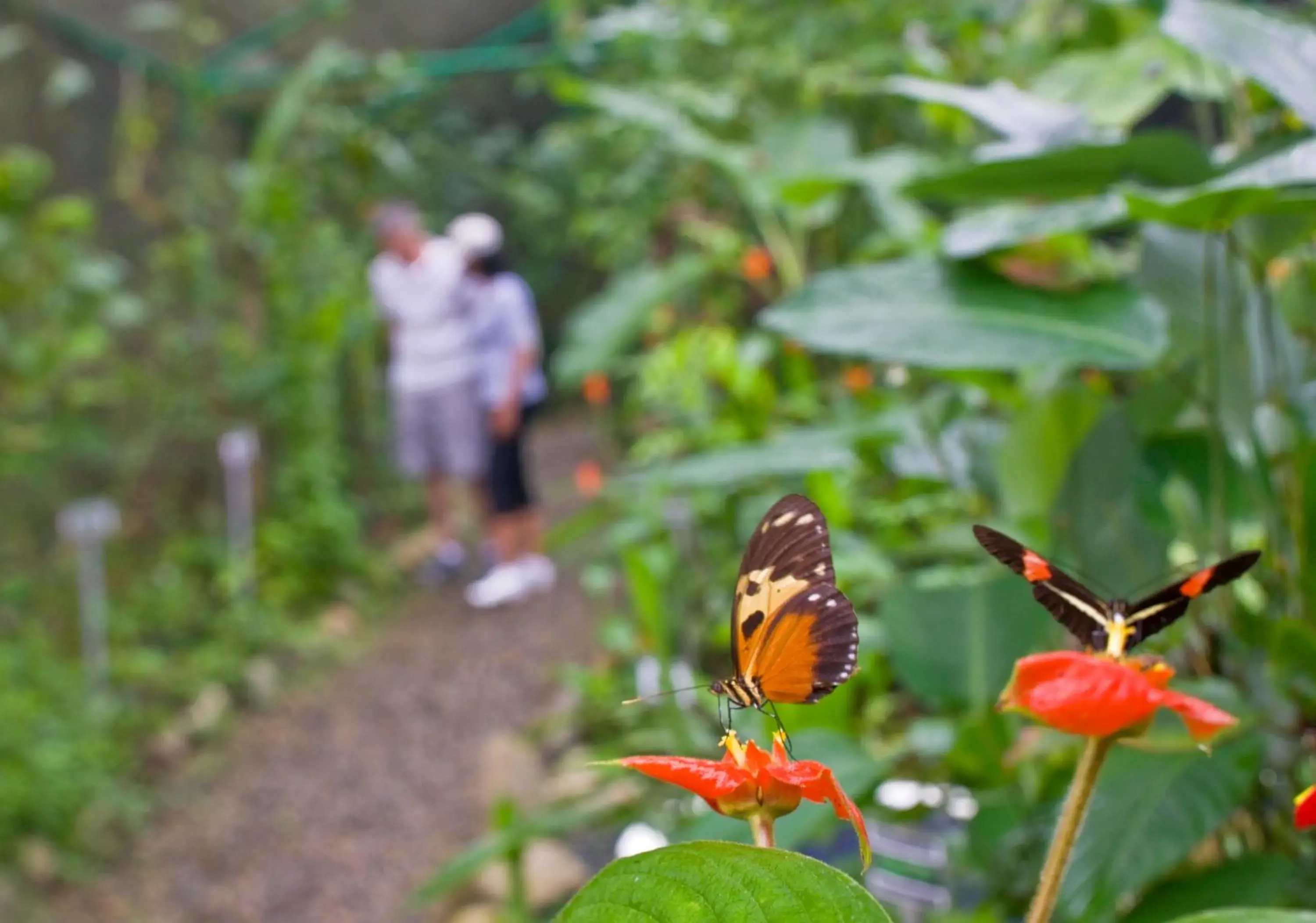 Facade/entrance in Gamboa Rainforest Reserve Facade/entrance in Gamboa Rainforest Reserve