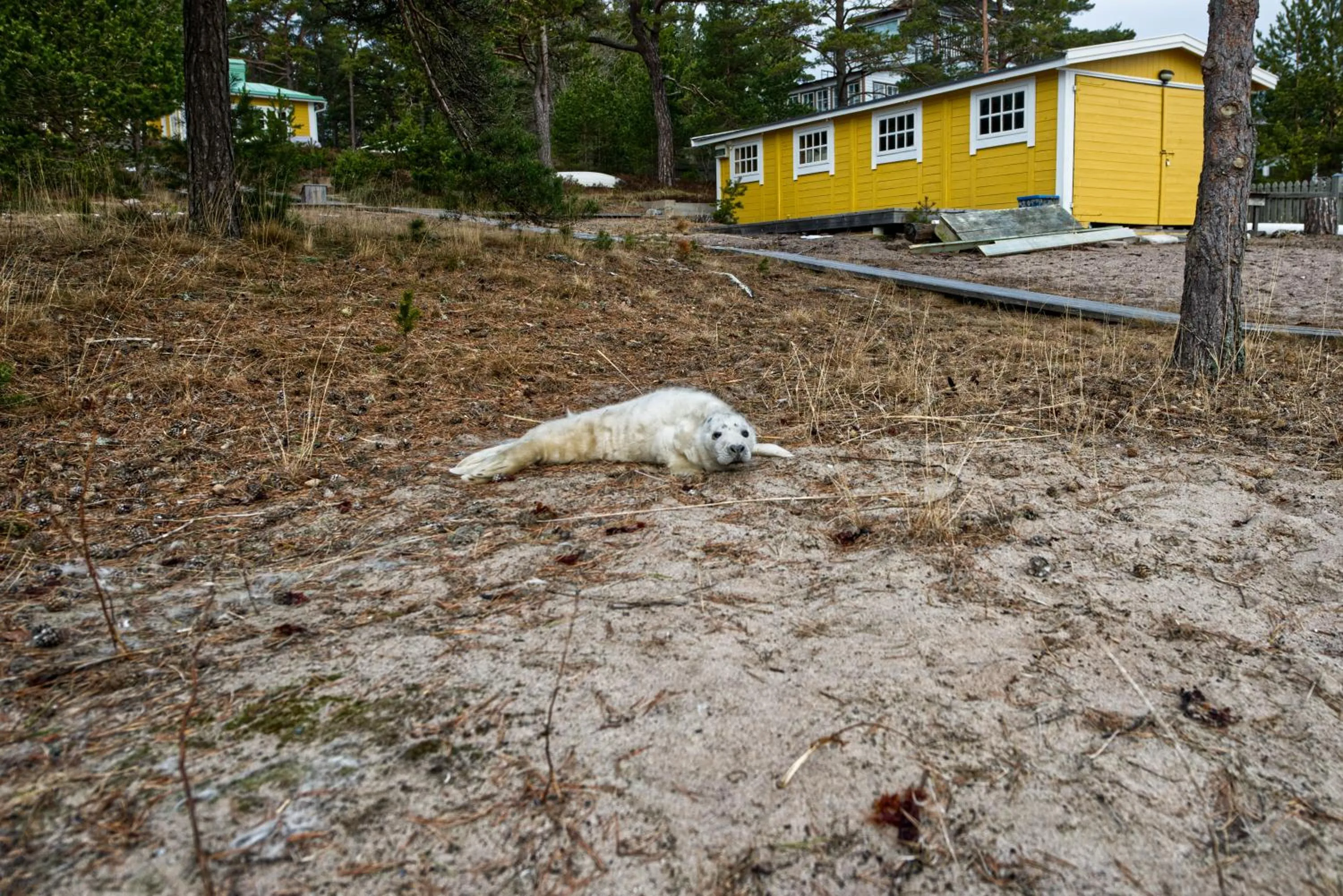 Day in Sandhamn Seglarhotell