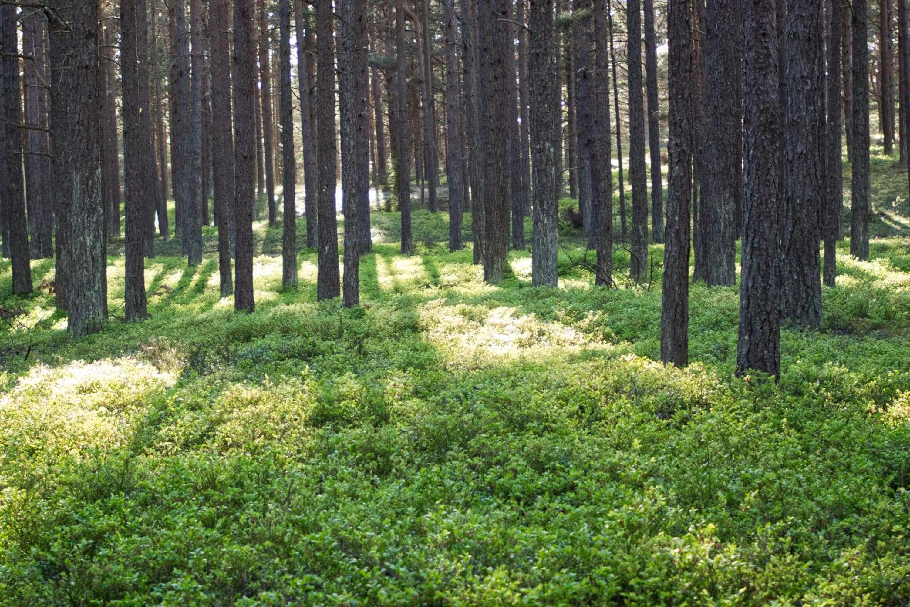 Day in Sandhamn Seglarhotell