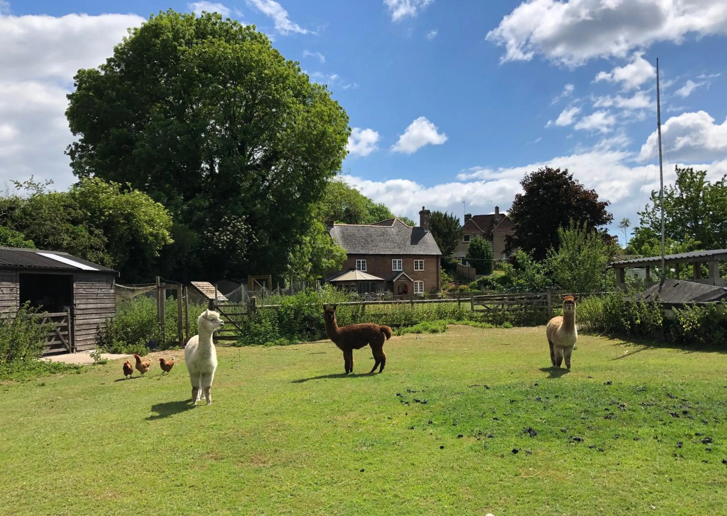 Animals in The Old Mill Bed and Breakfast