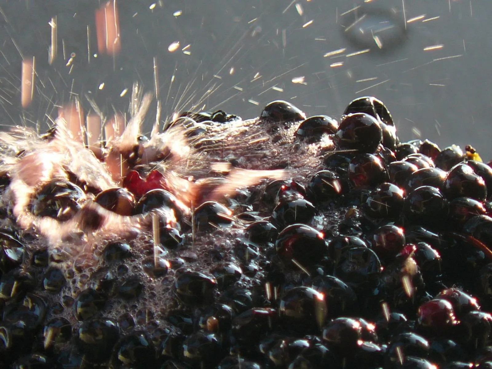 Other in Chateau de la Vieille Chapelle