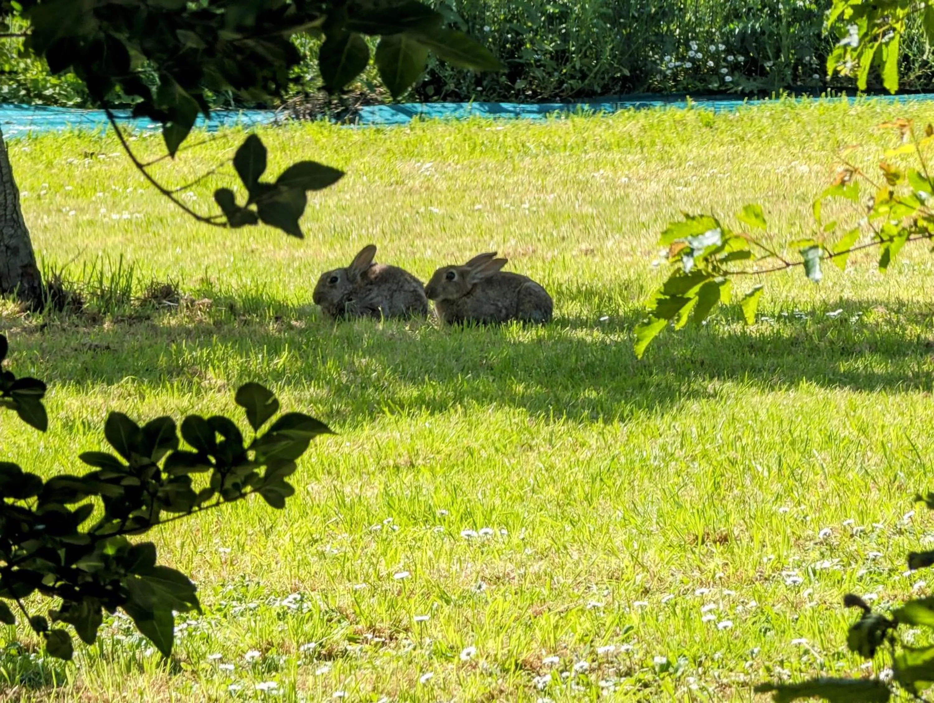 Garden in Le Relais du Beffroi & SPA