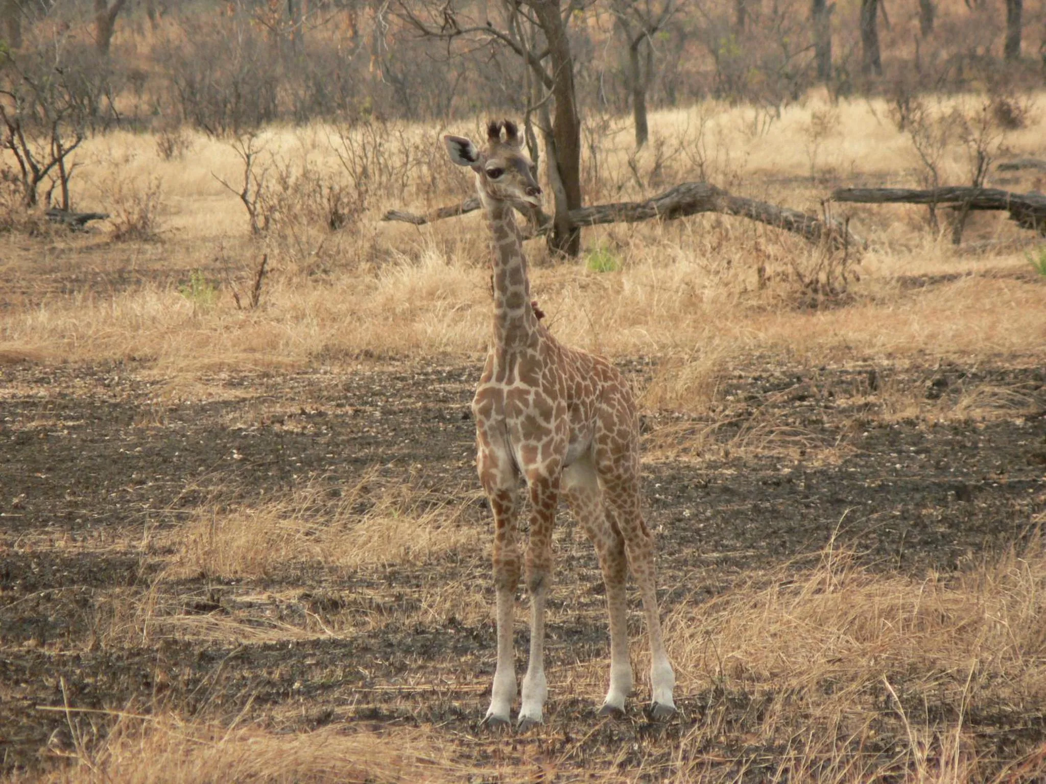 Animals in Sable Mountain Lodge, A Tent with a View Safaris