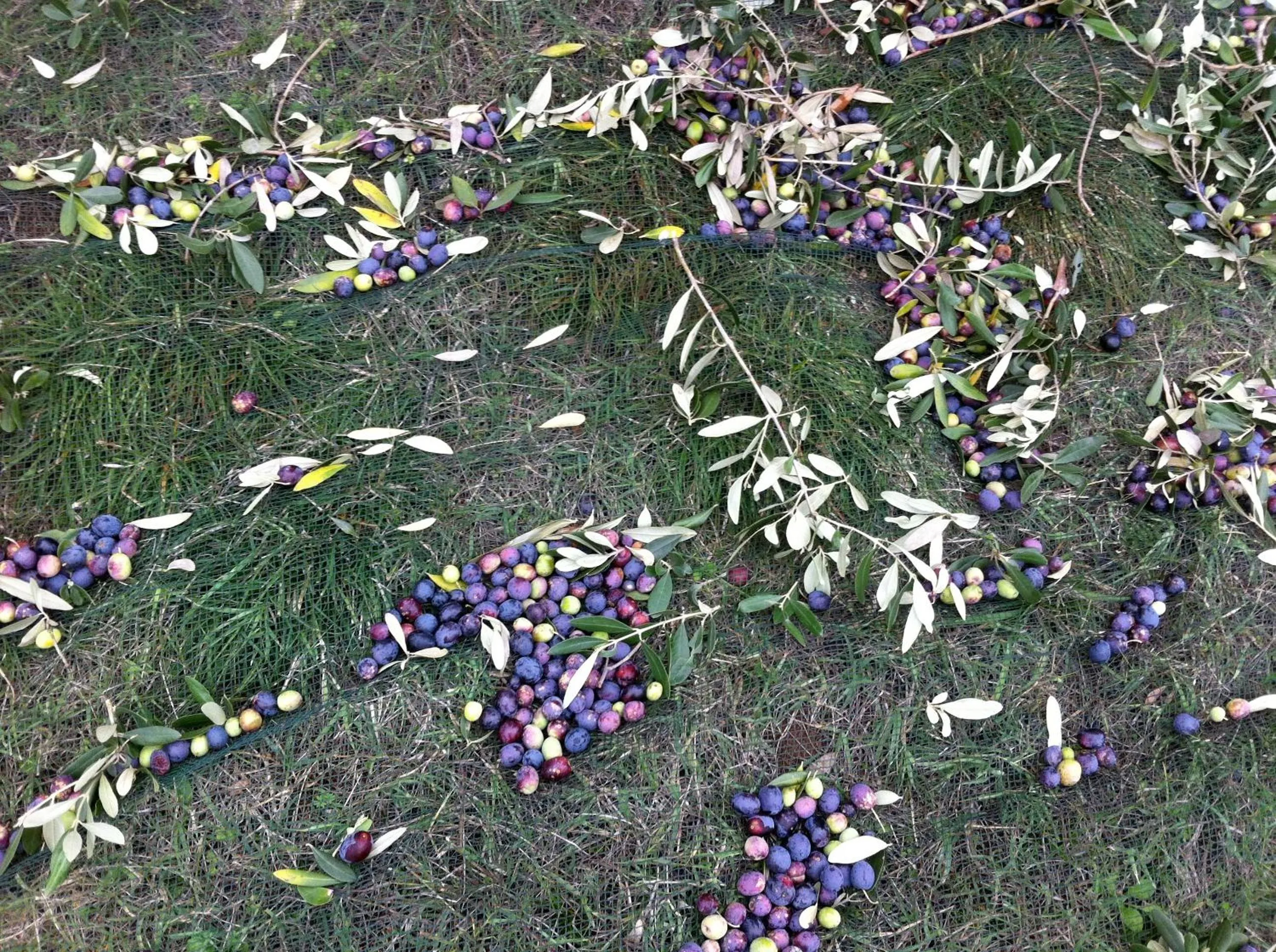 Food in Agriturismo Casa Rosa