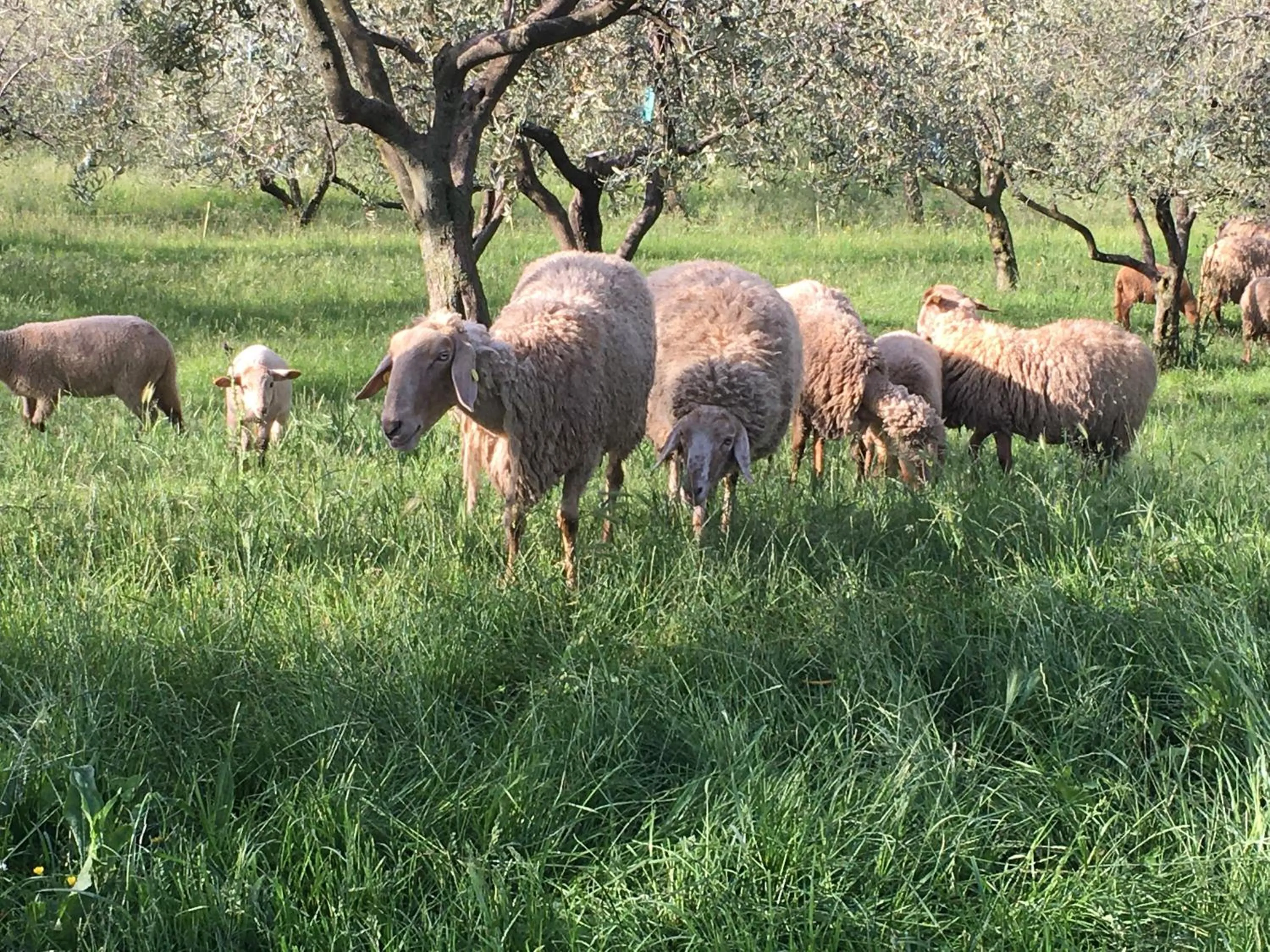 Animals in Agriturismo Casa Rosa