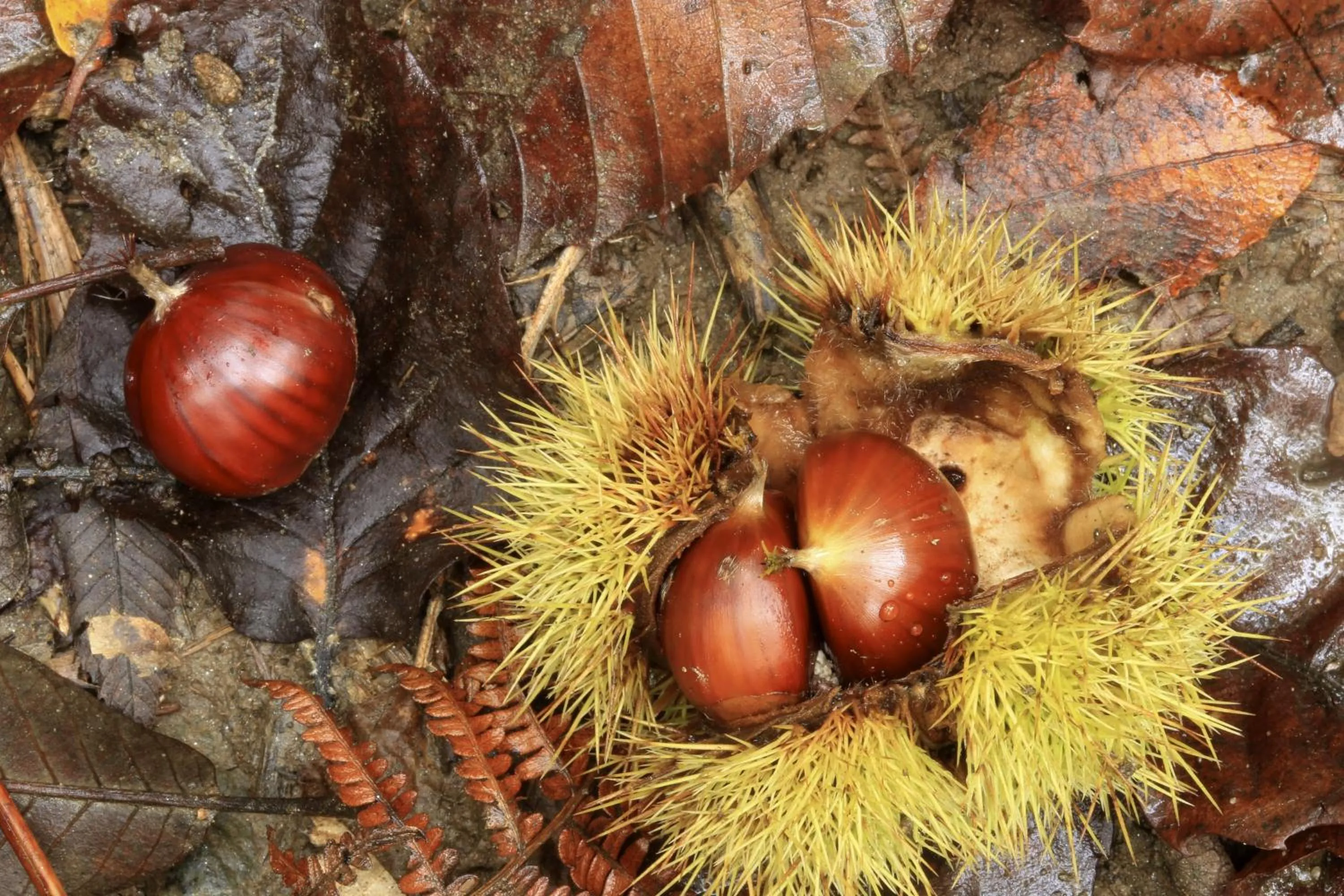 Food in Hotel Pian del Sole