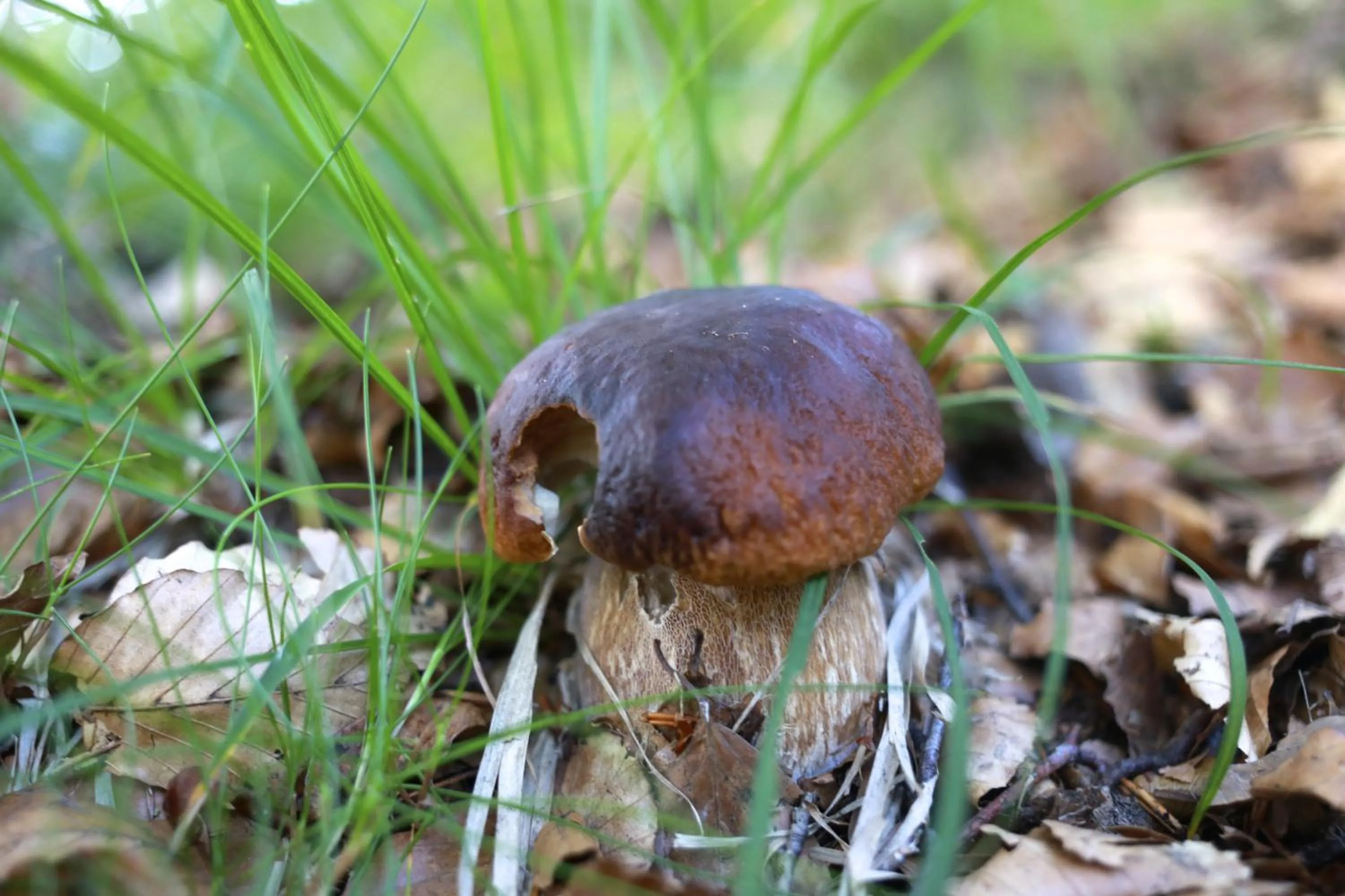 Other in Hotel Pian del Sole