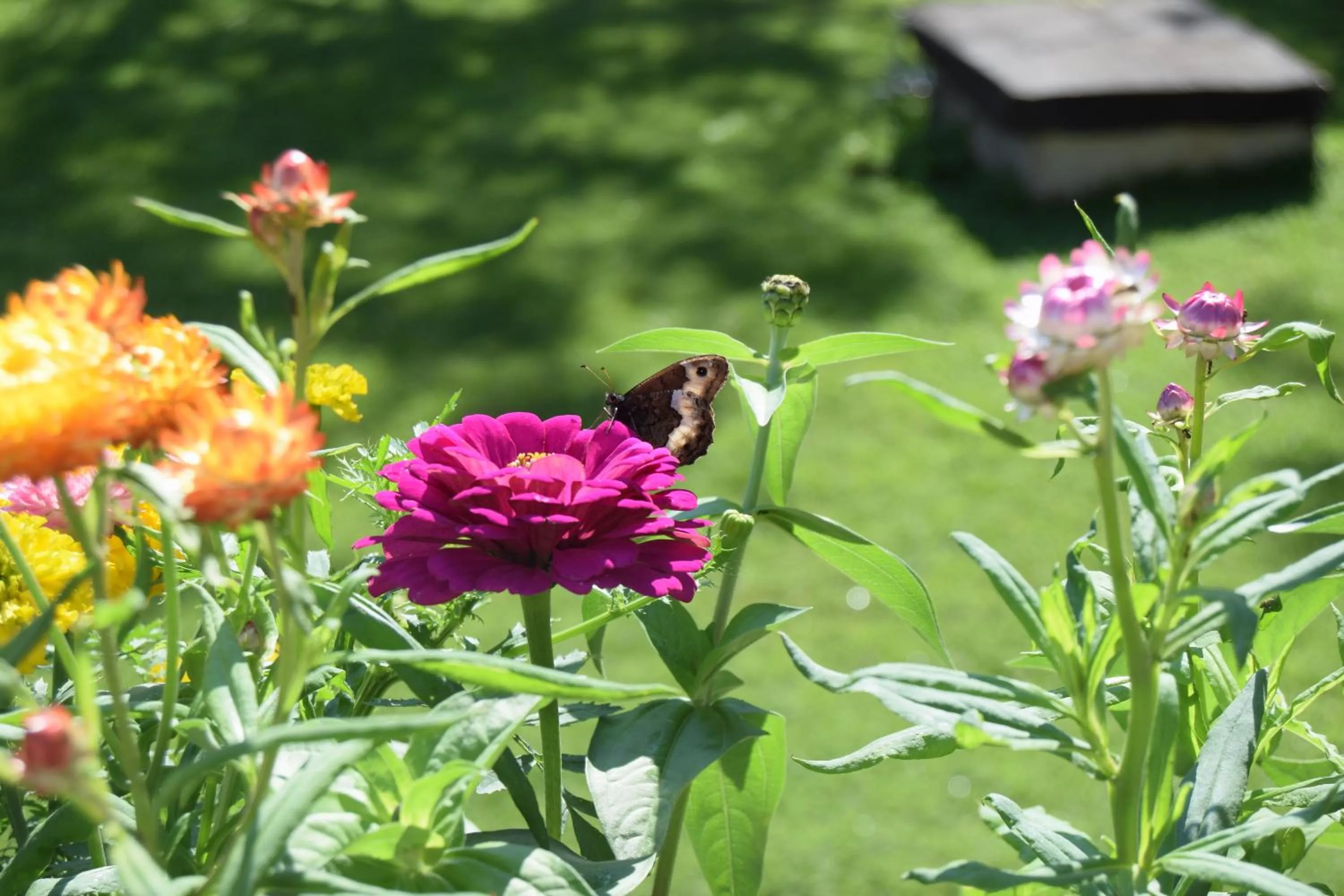 Garden in hotel lo sciatore