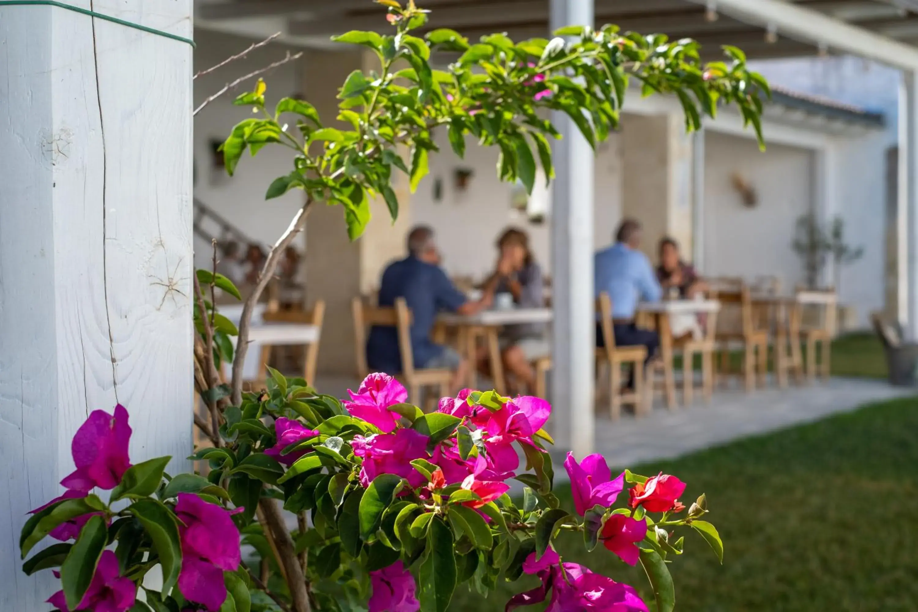 Restaurant/places to eat in Masseria Rauccio Restaurant/places to eat in Masseria Rauccio