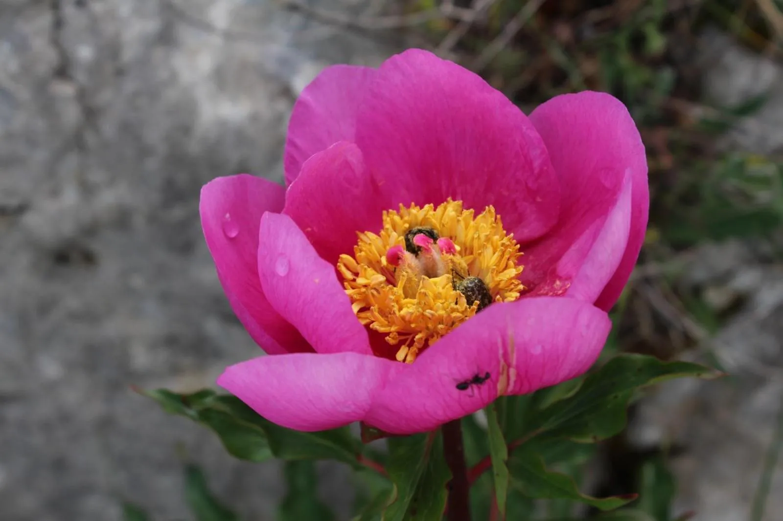 Spring in Rito Hall da Serra