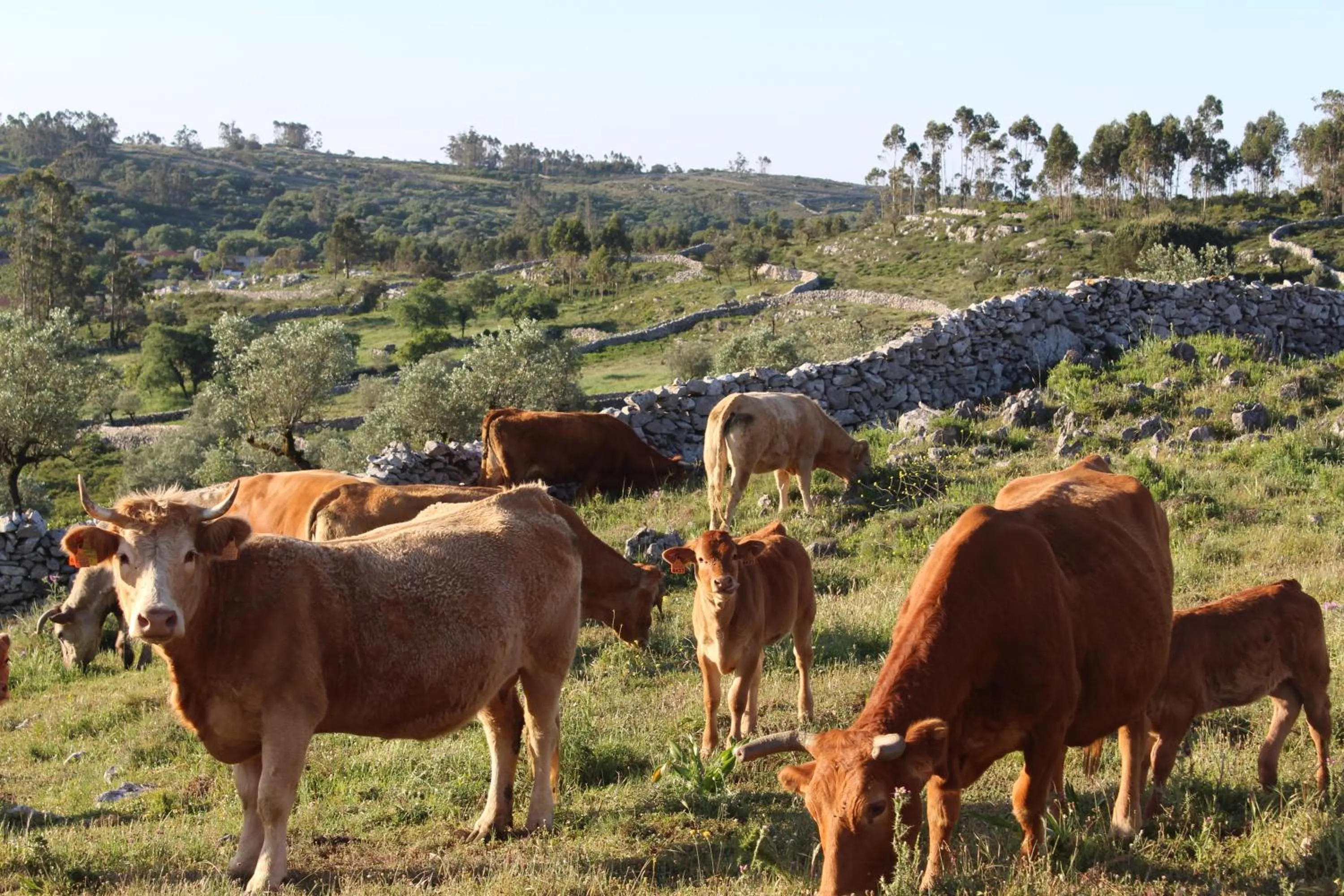 Natural landscape in Rito Hall da Serra