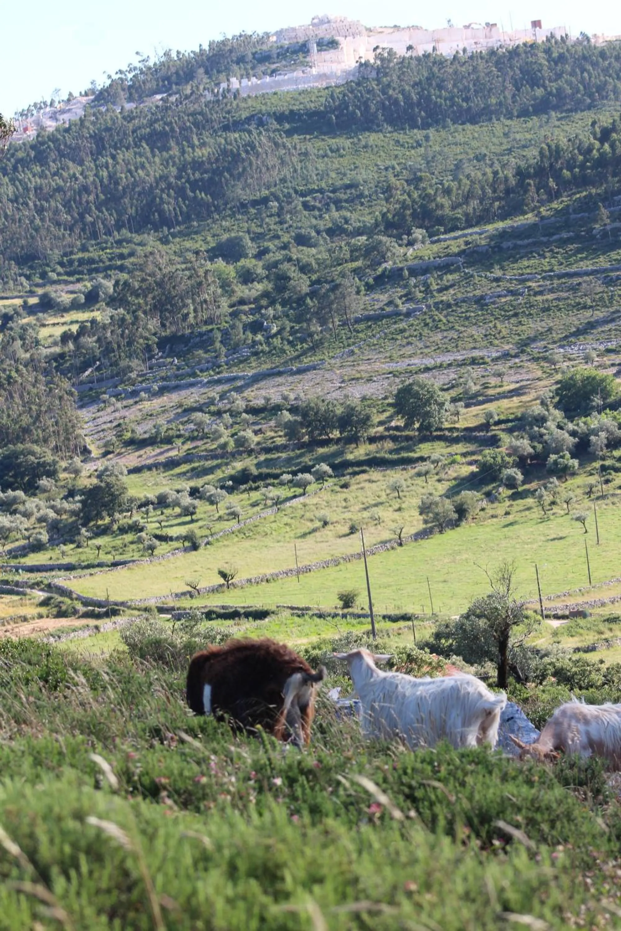 Natural landscape in Rito Hall da Serra