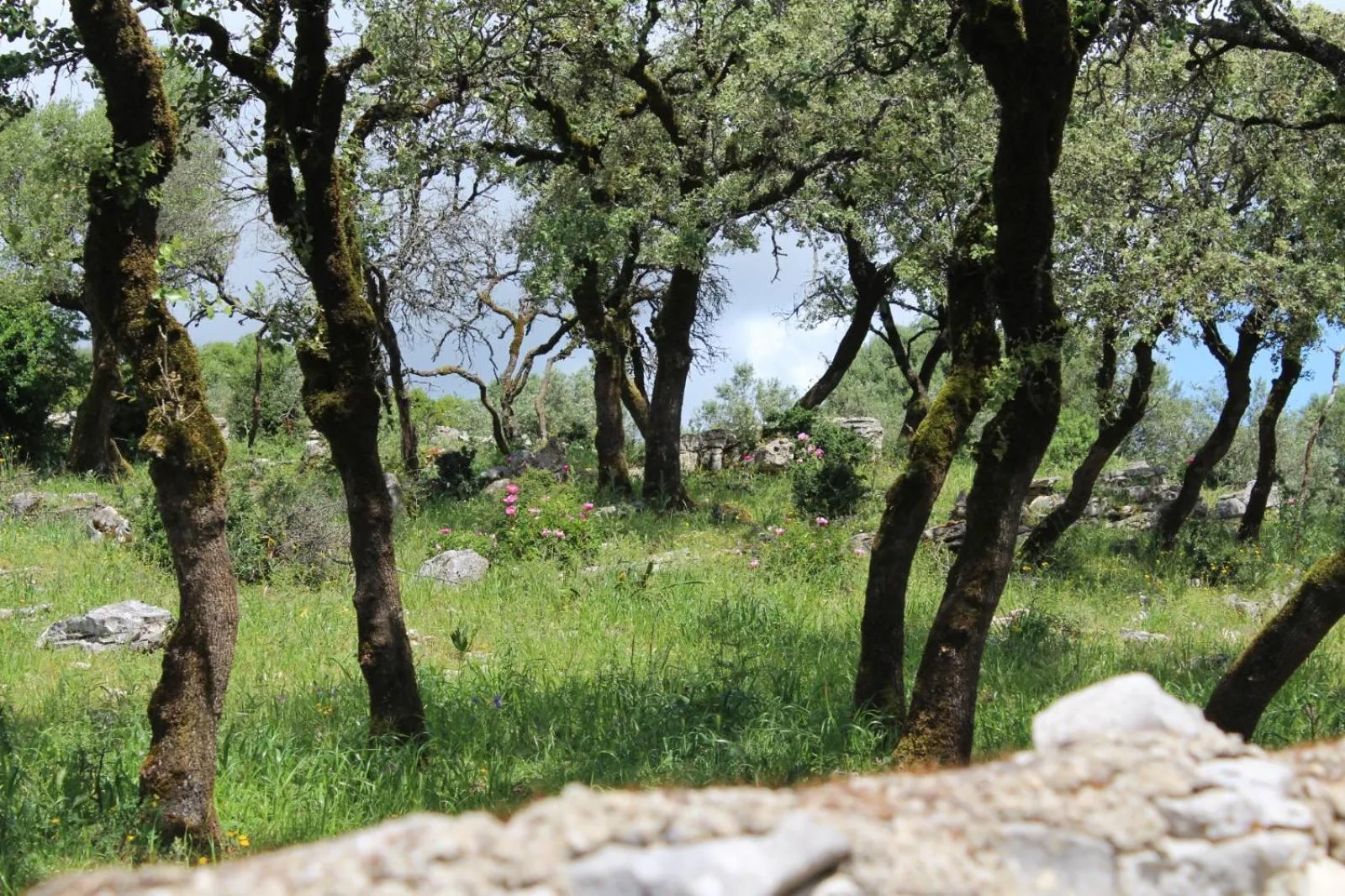 Natural landscape in Rito Hall da Serra