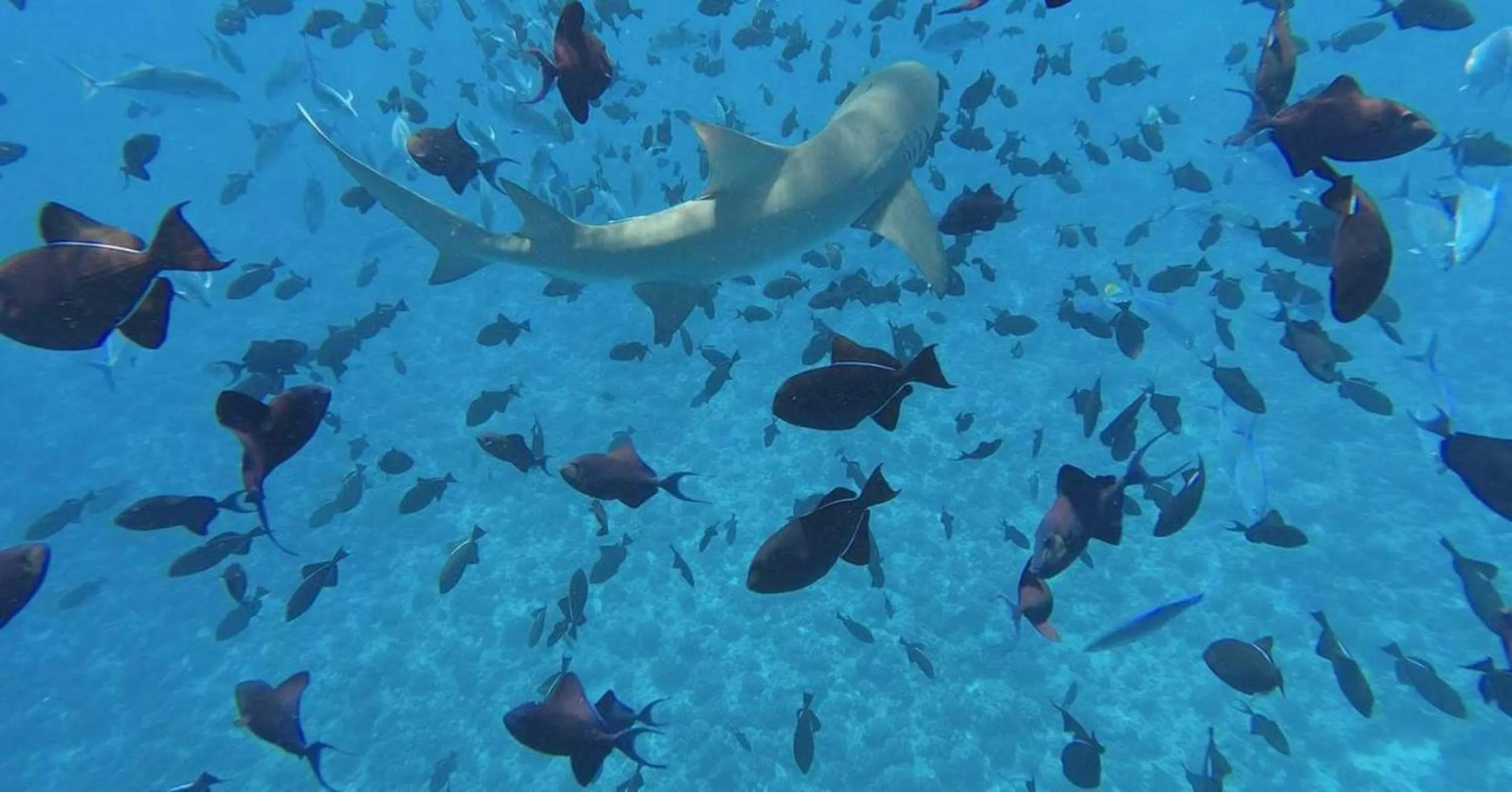 Snorkeling in BORA BORA HOLIDAY'S LODGE