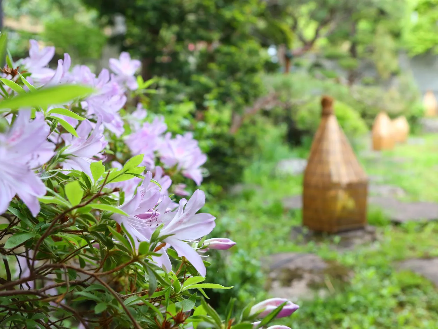 Garden in Kamei no Yu