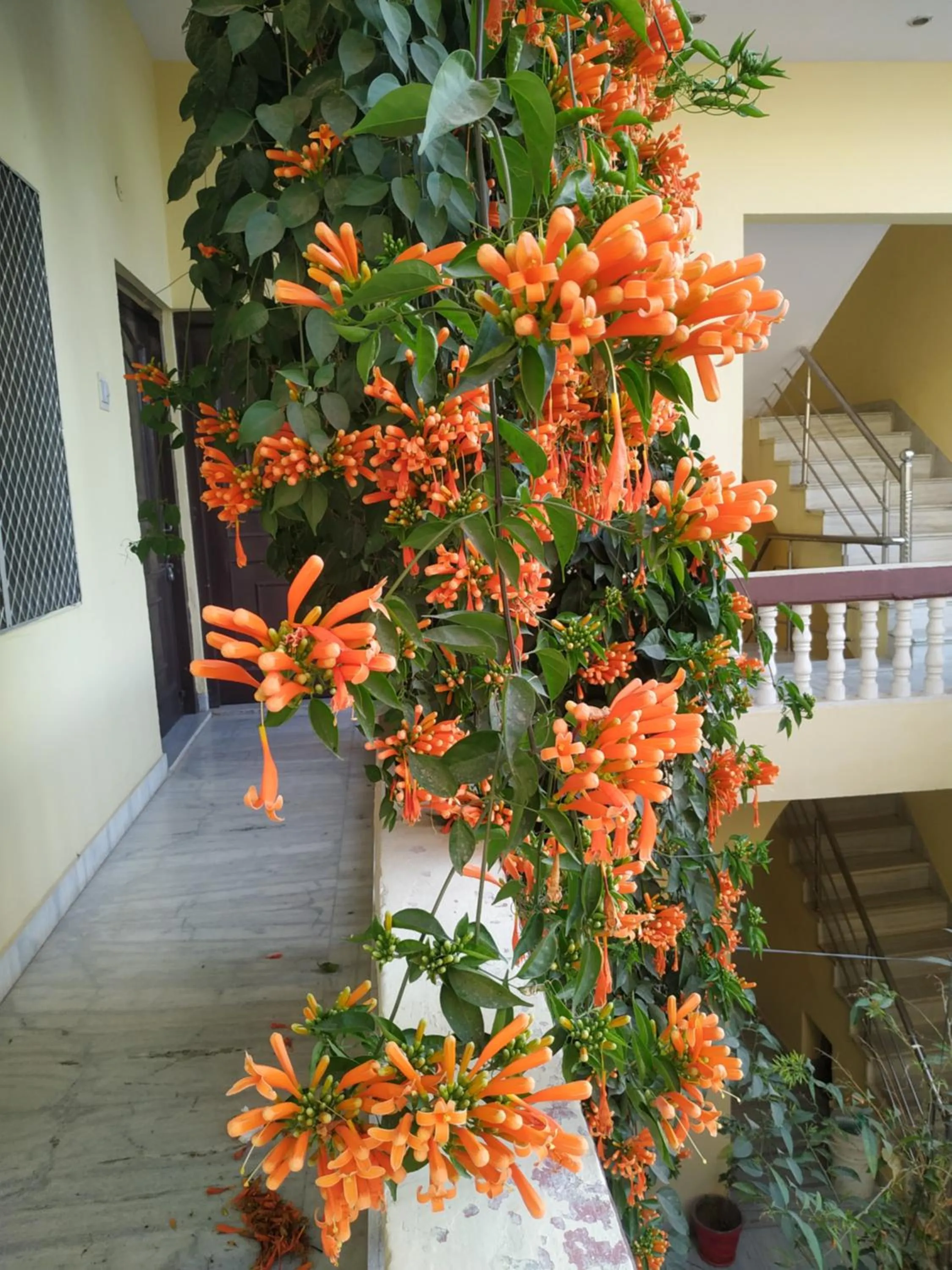 Garden in Keshav Palace -A Family Homestay
