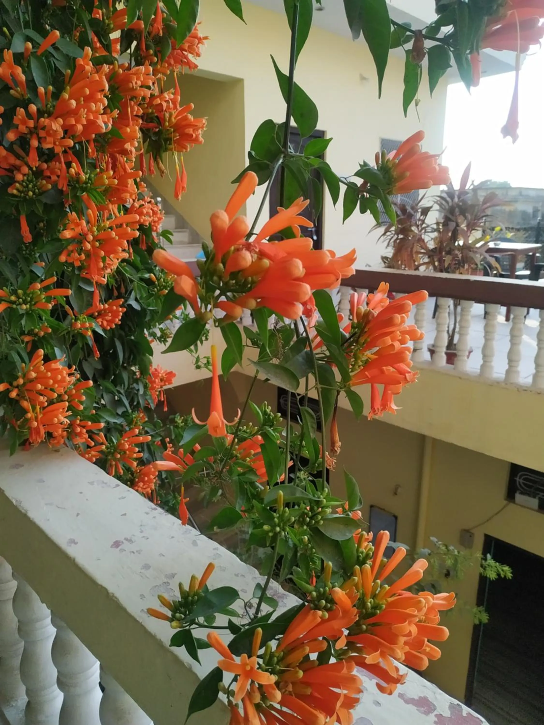 Garden view in Keshav Palace -A Family Homestay
