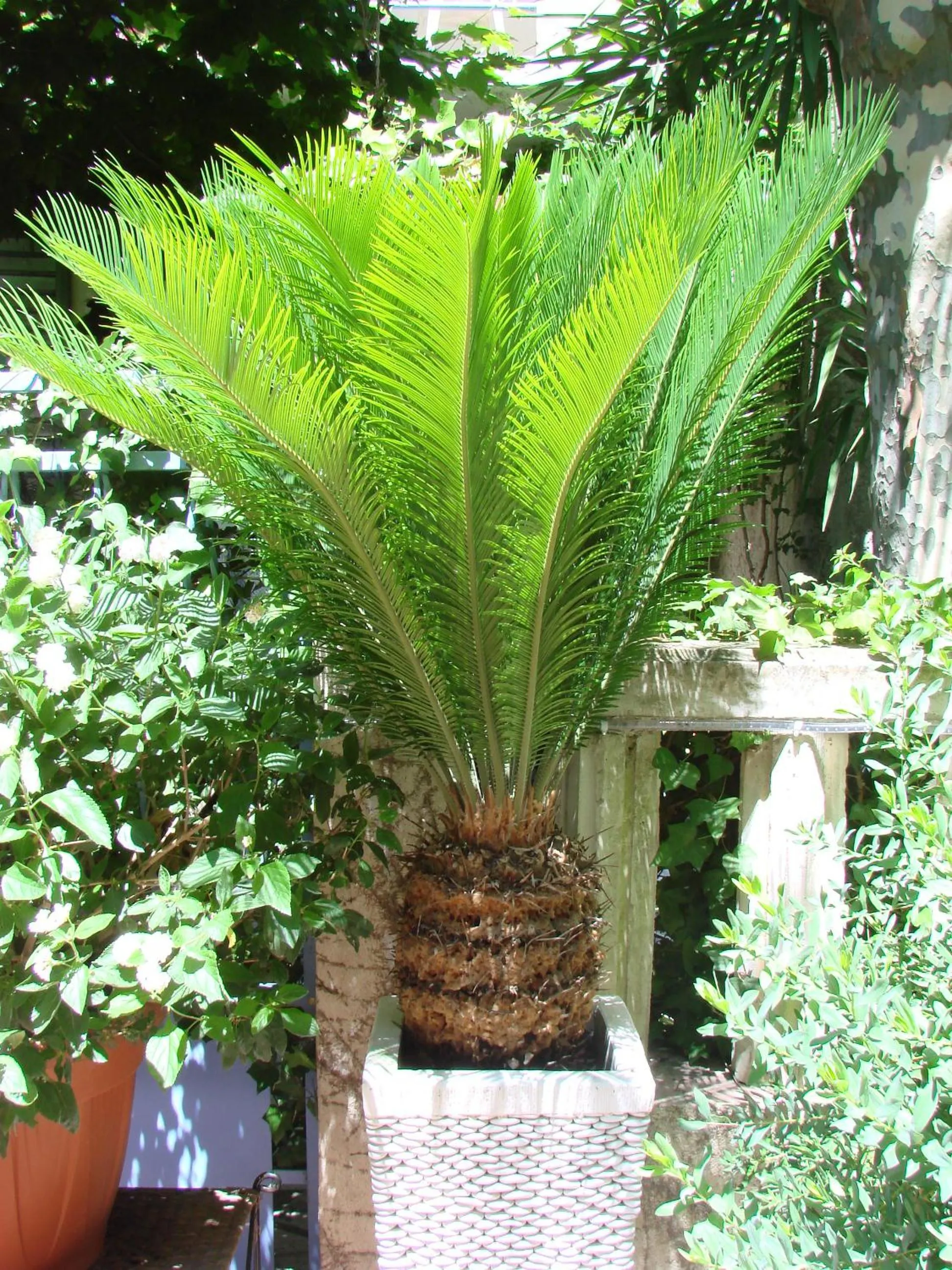 Garden in Hôtel le Chardon Bleu