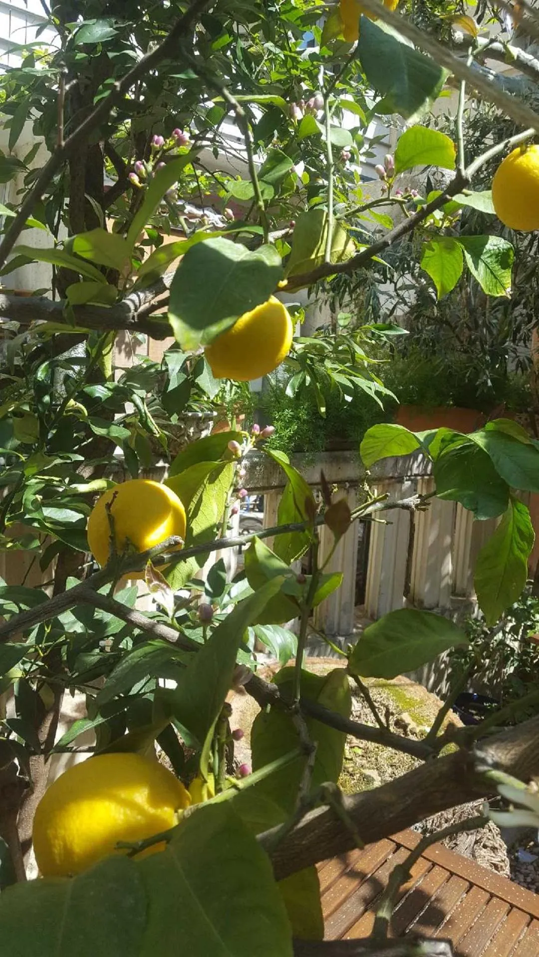 Garden in Hôtel le Chardon Bleu
