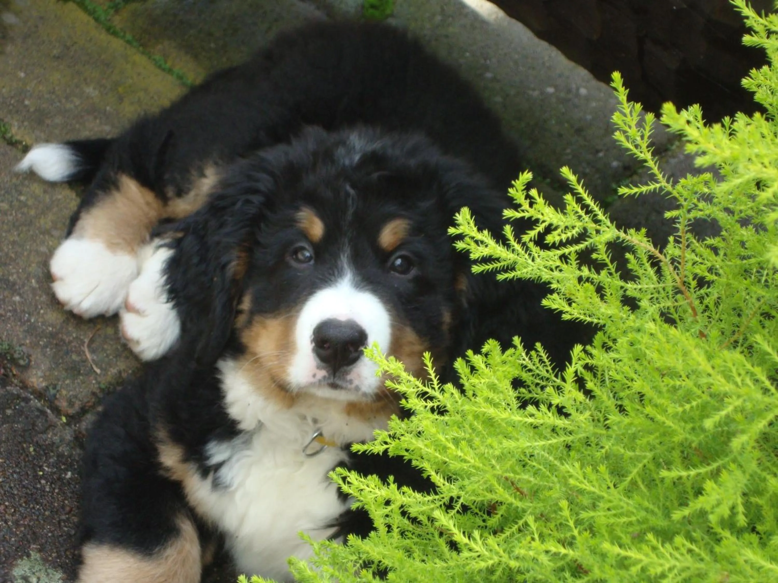 Pets in Hotel Bergschlößchen