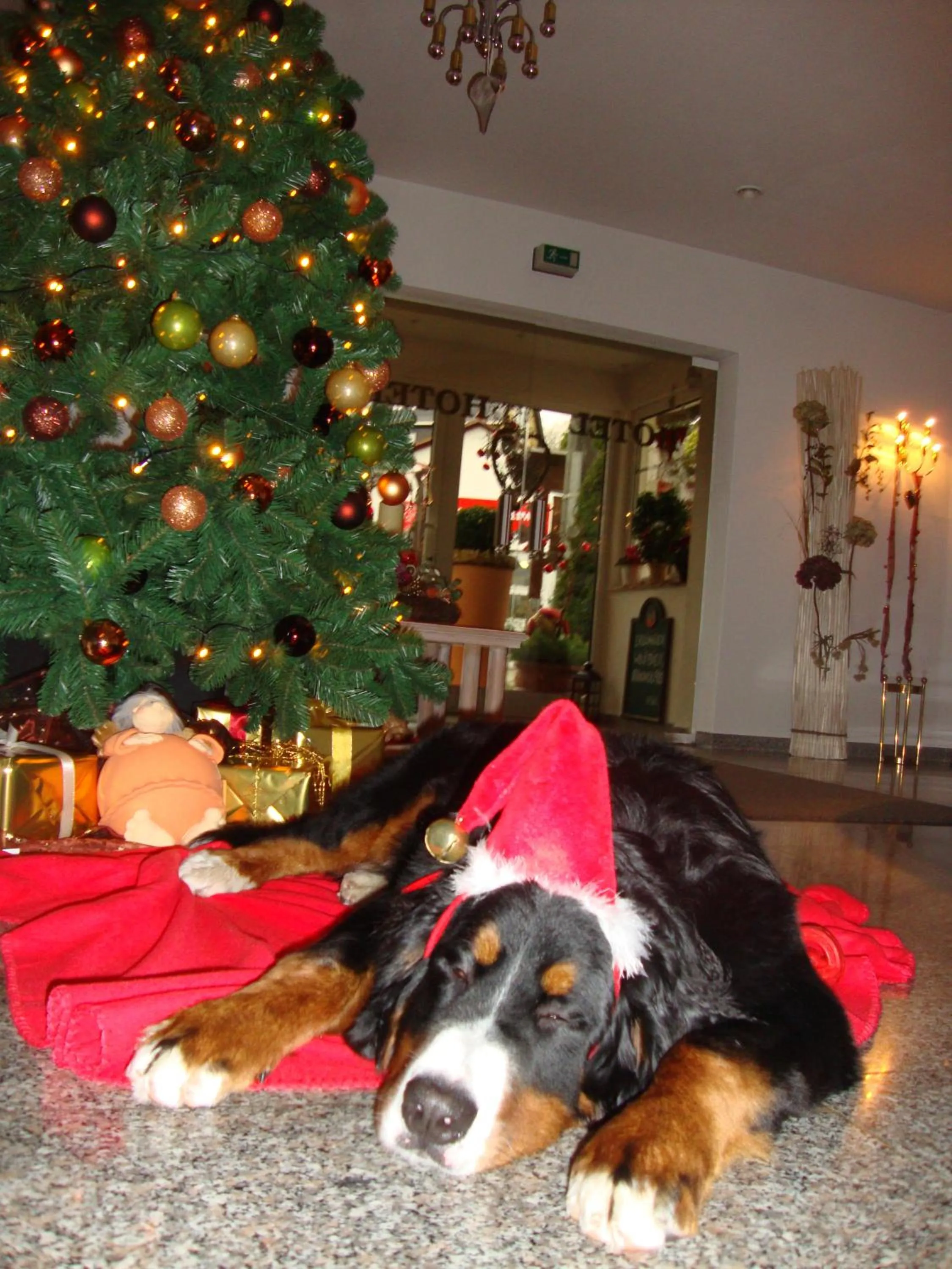 Pets in Hotel Bergschlößchen