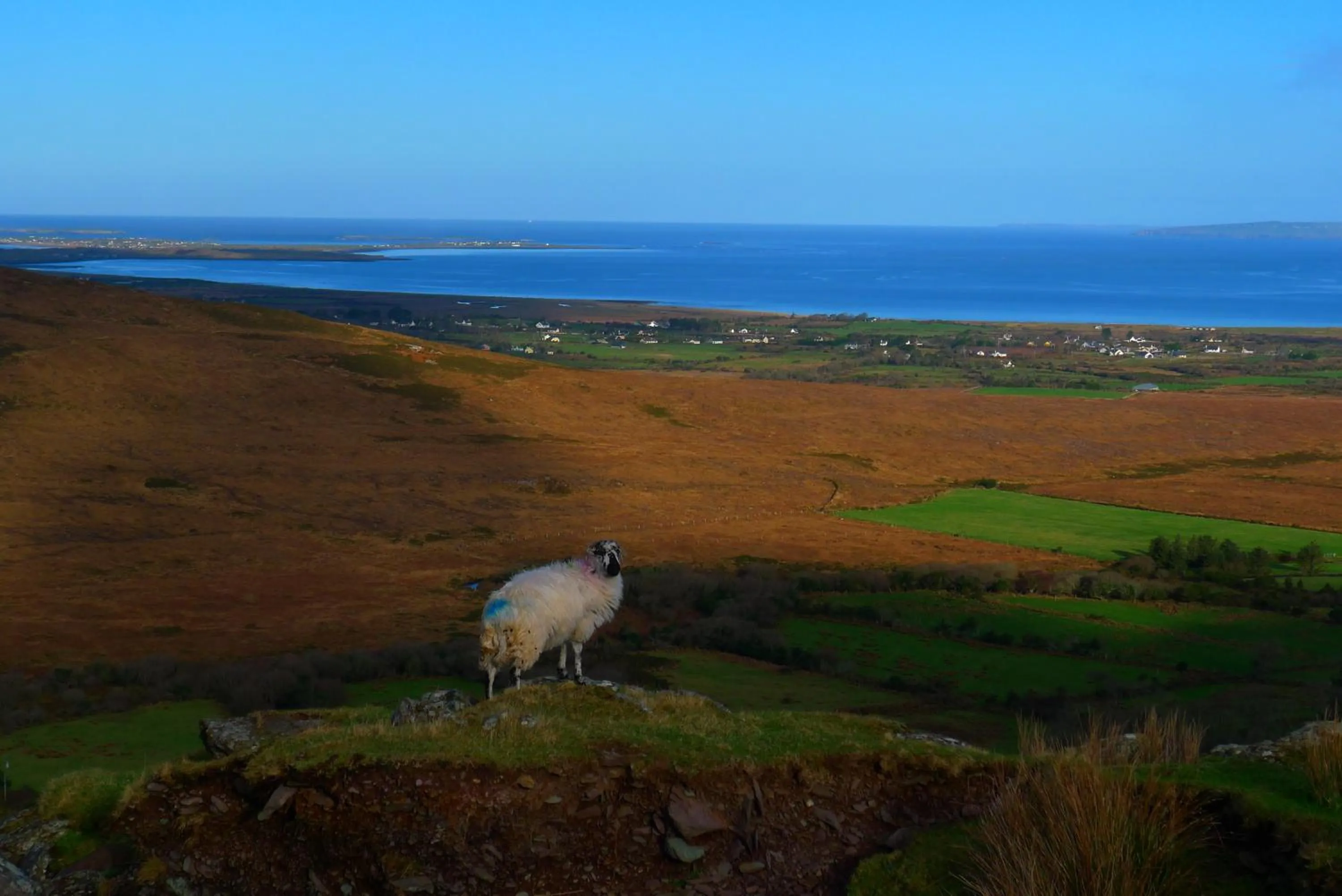 Animals in Keanes of Curraheen, Bar, Restaurant & Accommodation