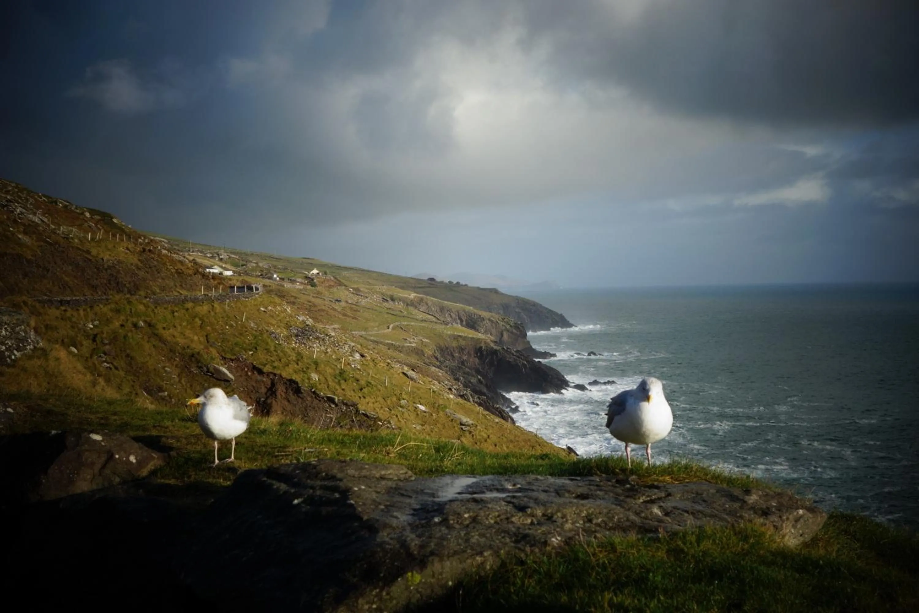 Animals in Keanes of Curraheen, Bar, Restaurant & Accommodation