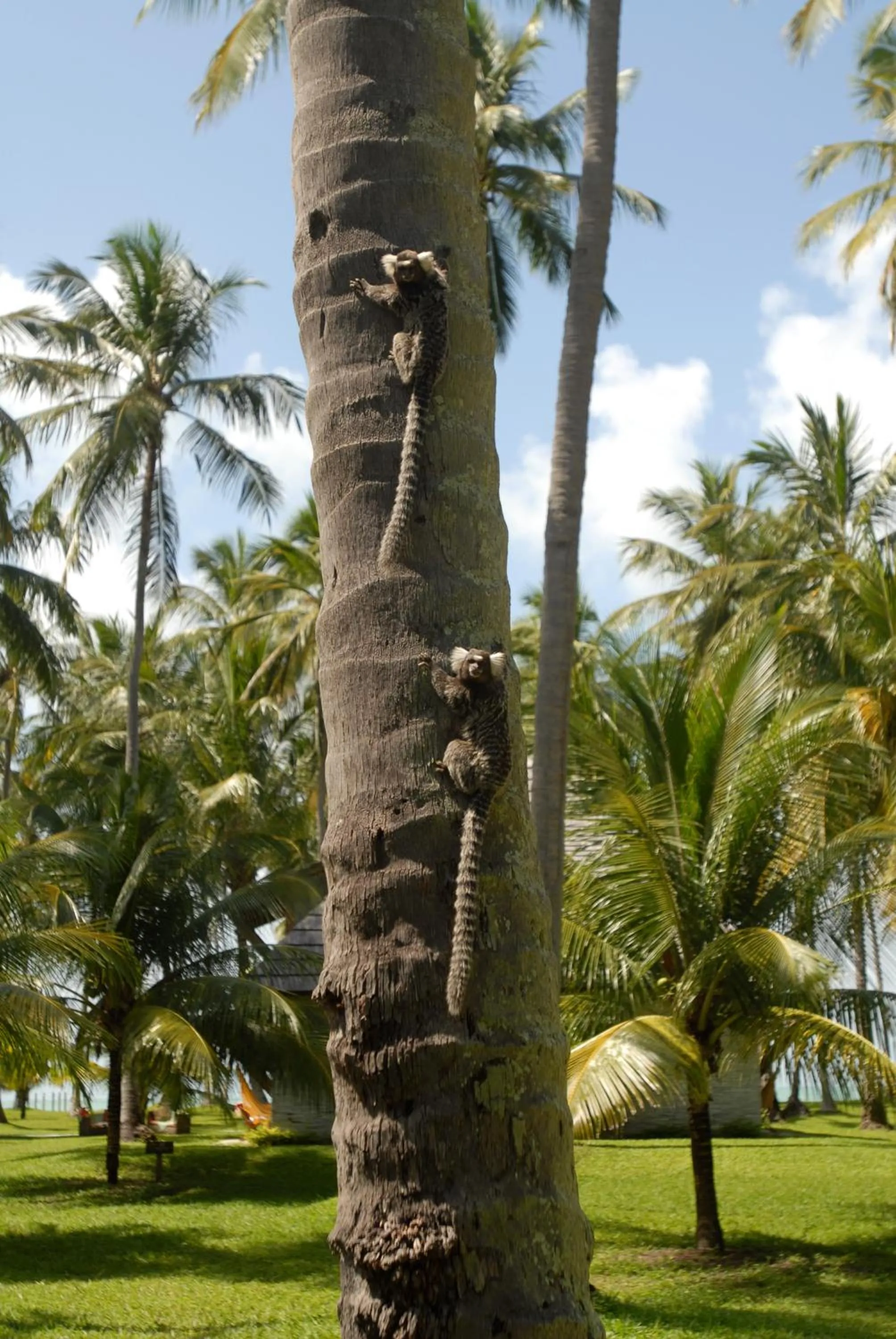 Garden in Pontal dos Carneiros Beach Bungalows