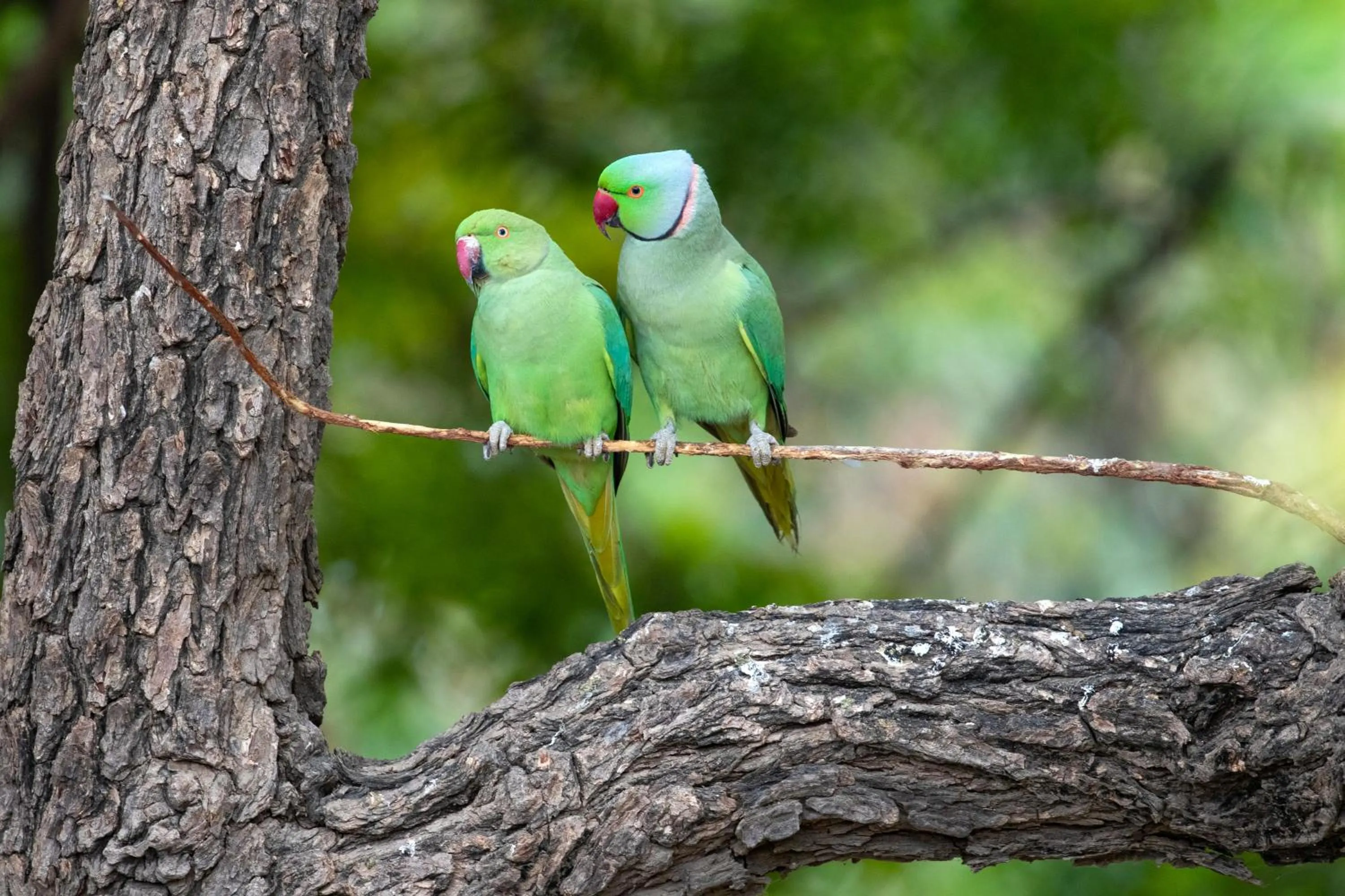 Animals in RAAS Chhatrasagar, Nimaj, District Pali