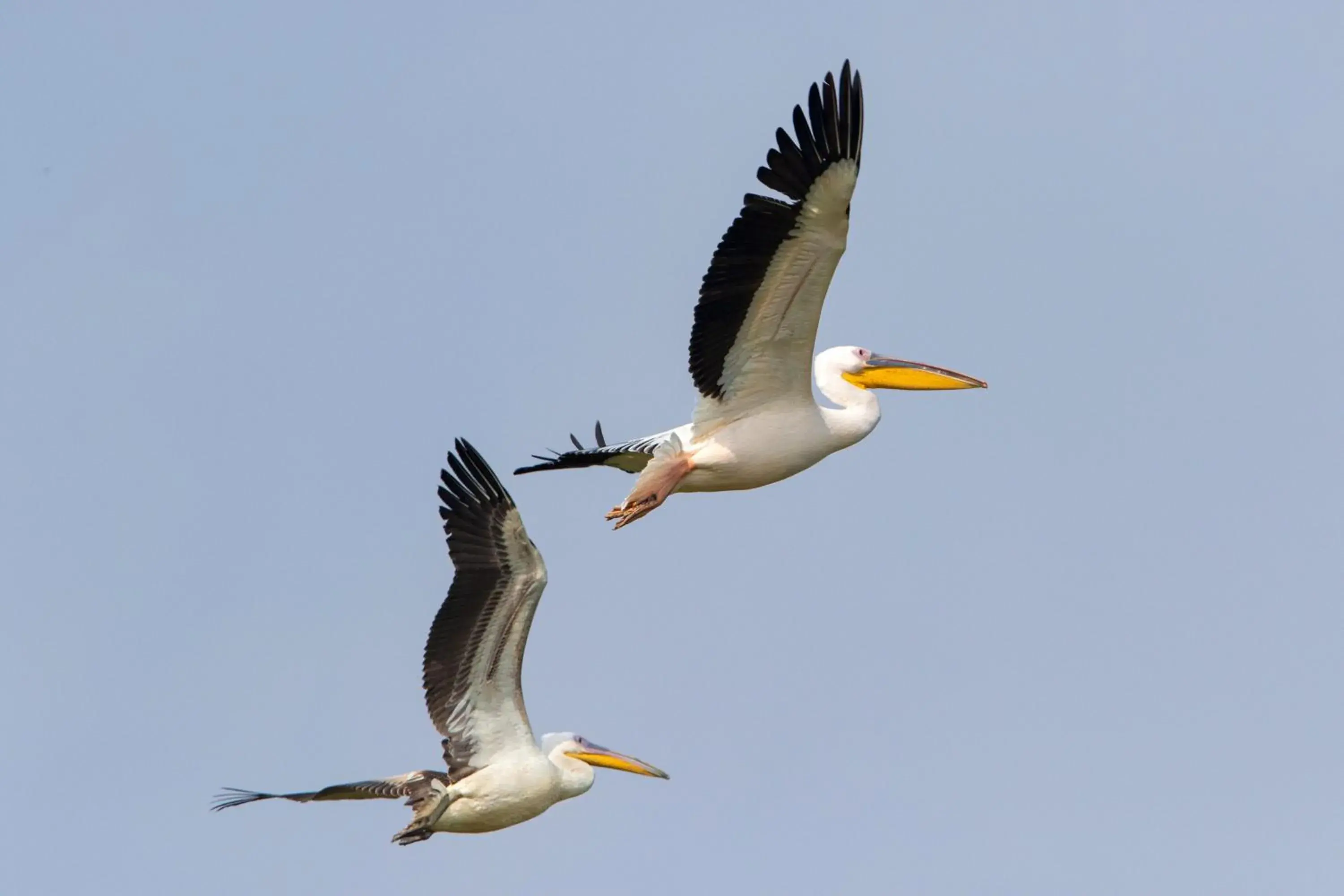 Bird's eye view in RAAS Chhatrasagar, Nimaj, District Pali Bird's eye view in RAAS Chhatrasagar, Nimaj, District Pali