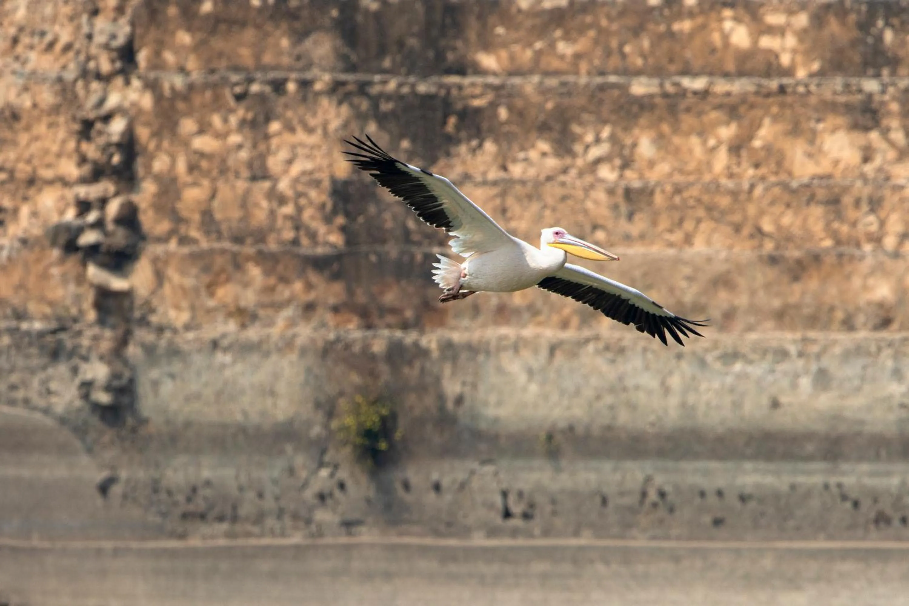 Activities in RAAS Chhatrasagar, Nimaj, District Pali