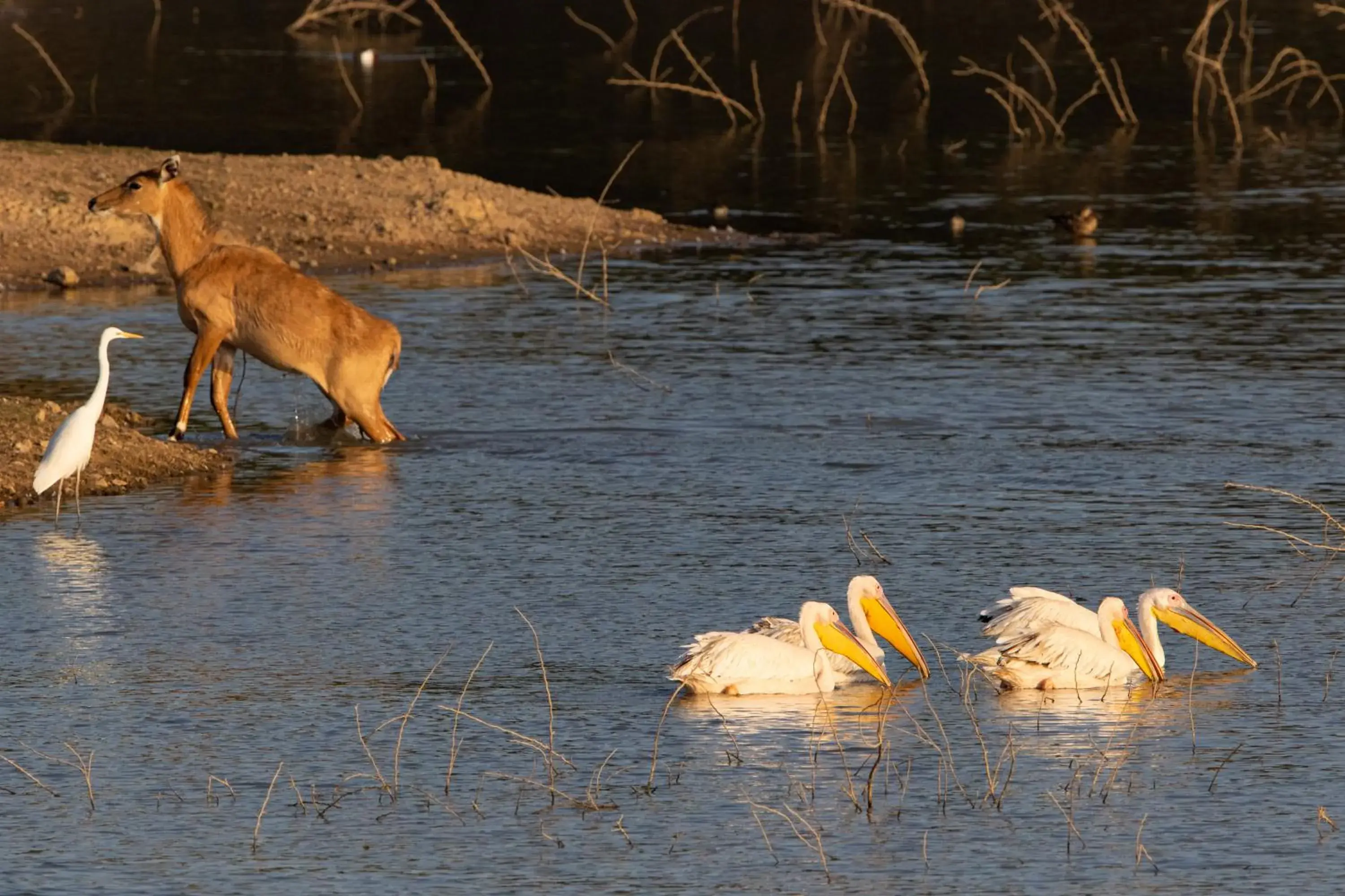 Bird's eye view in RAAS Chhatrasagar, Nimaj, District Pali Bird's eye view in RAAS Chhatrasagar, Nimaj, District Pali