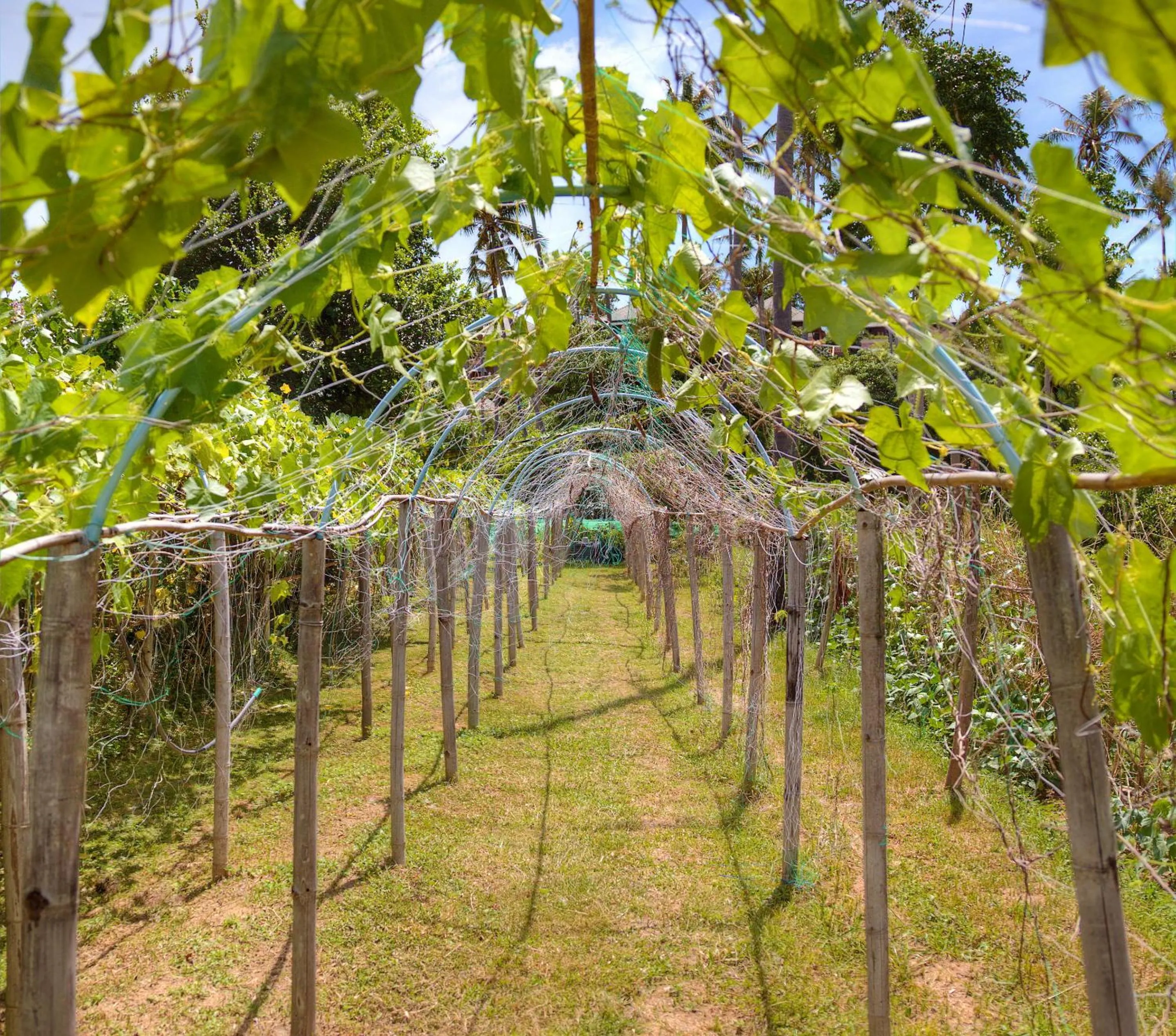 Garden in Fair House Villas & Spa, Koh Samui