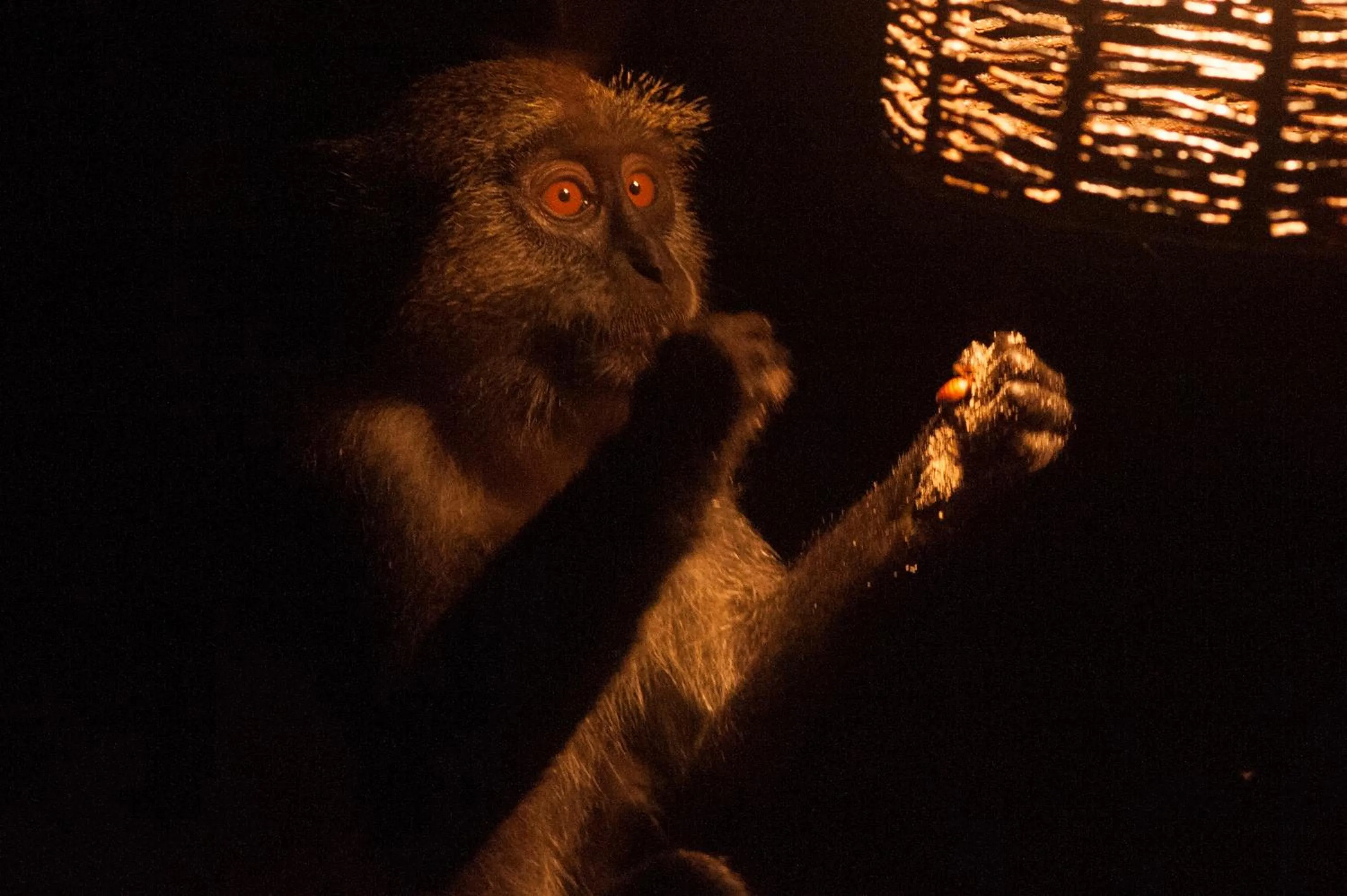 Animals in Fumba Beach Lodge