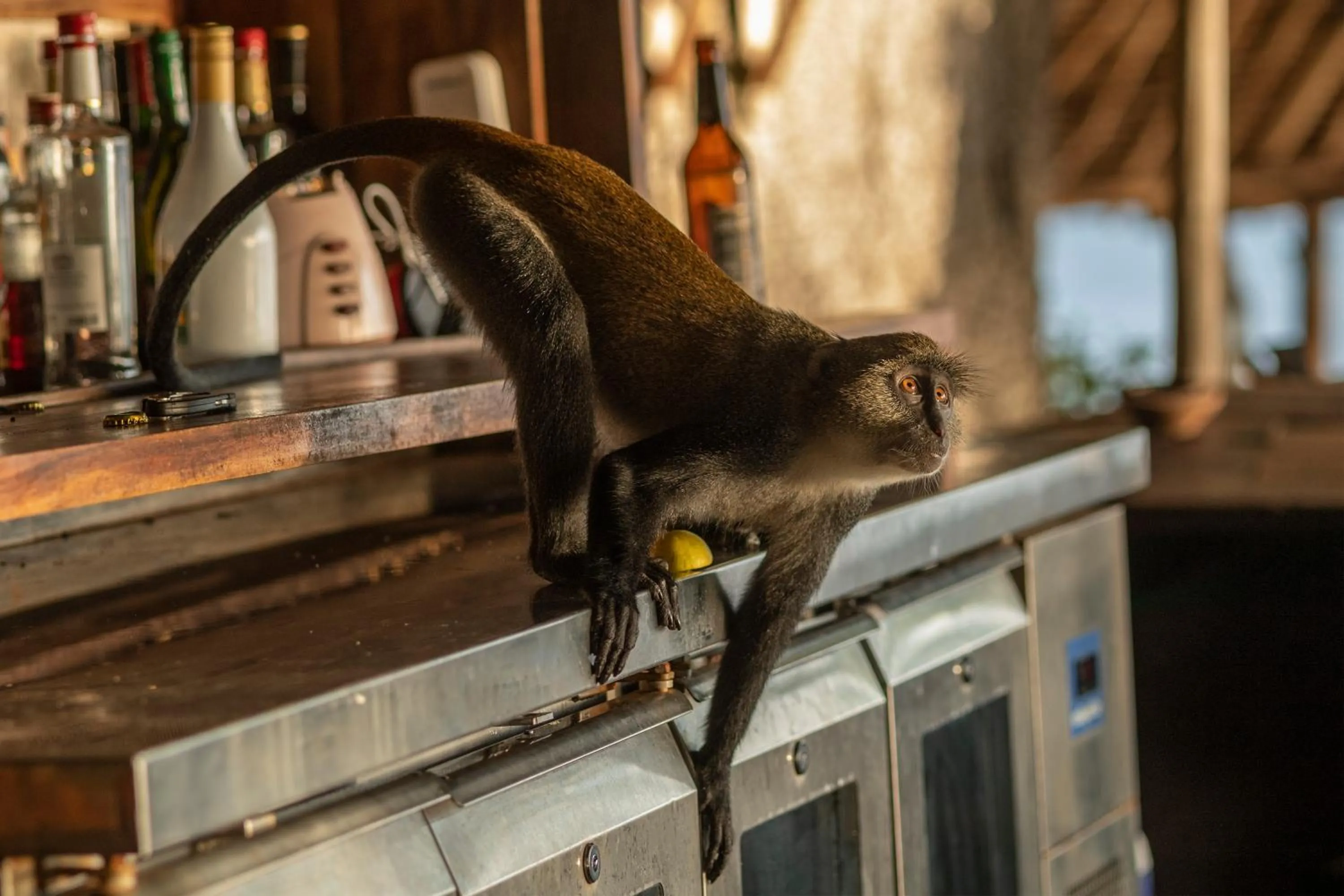 Animals in Fumba Beach Lodge