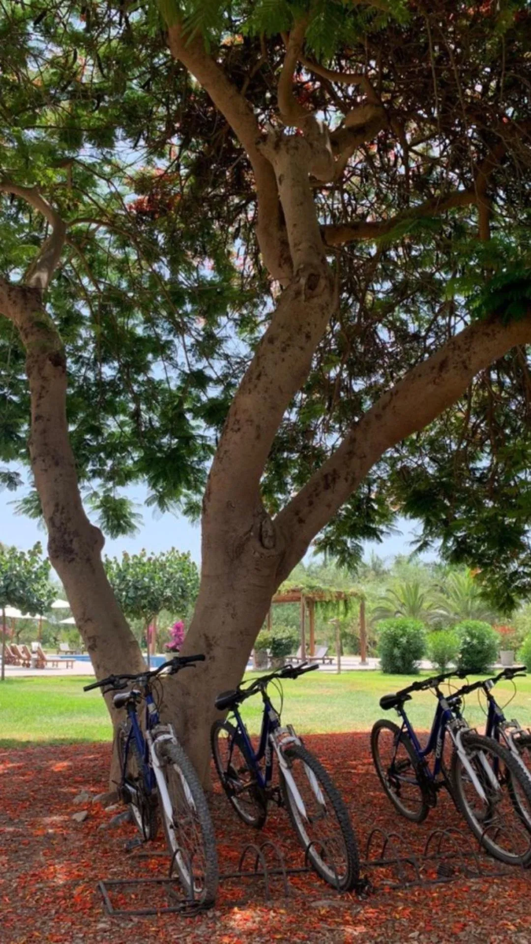 Garden in Casa Hacienda San Jose