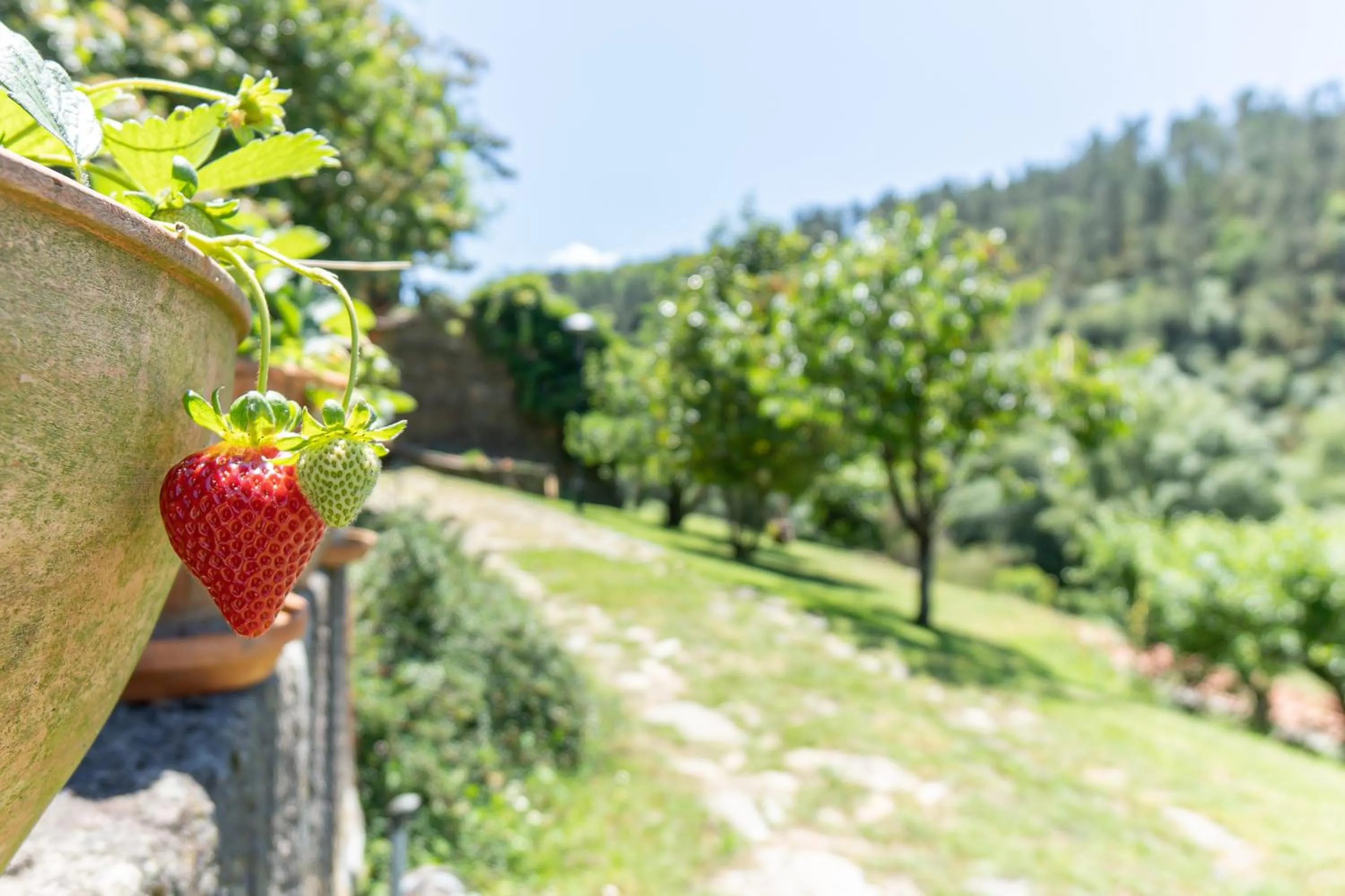 Garden in Quinta da Rabaçosa - Turismo Rural