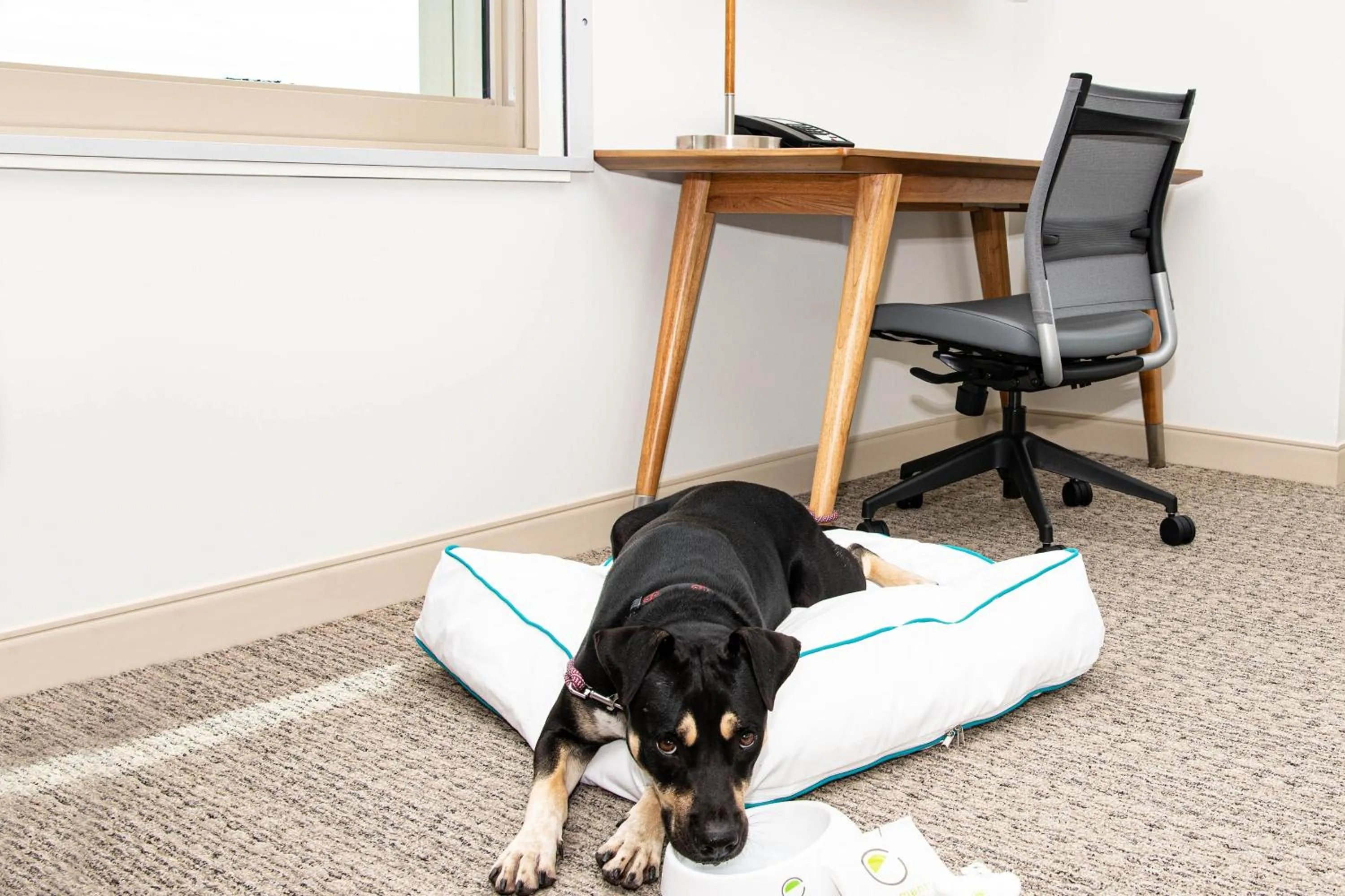 Photo of the whole room in Element Scottsdale at SkySong