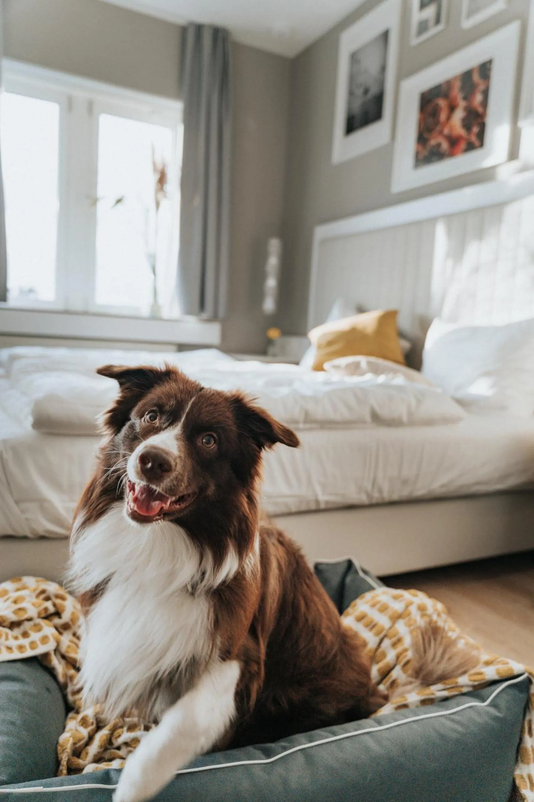 pet friendly in The Blasky