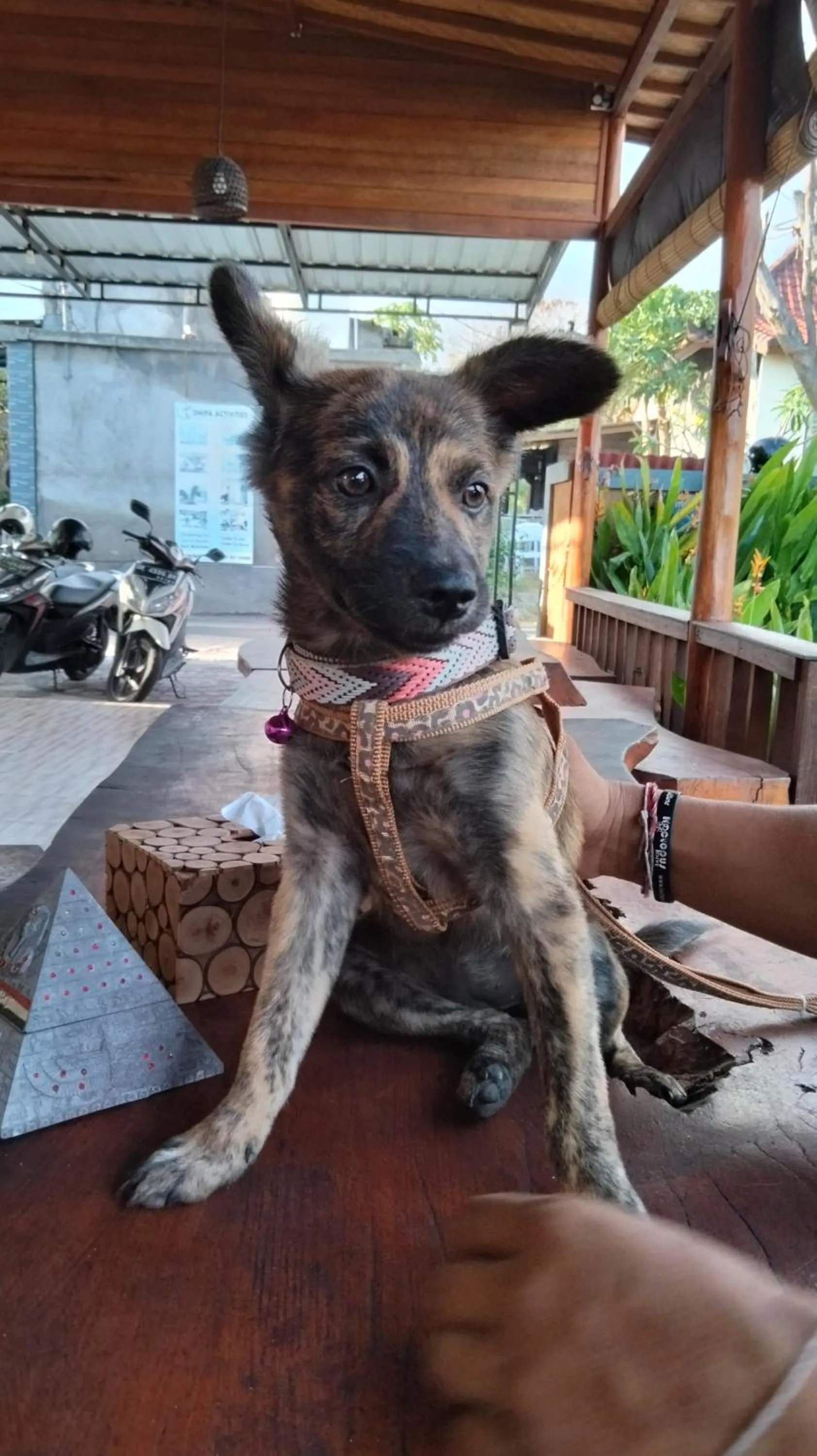 Dream Beach Hostel Lembongan