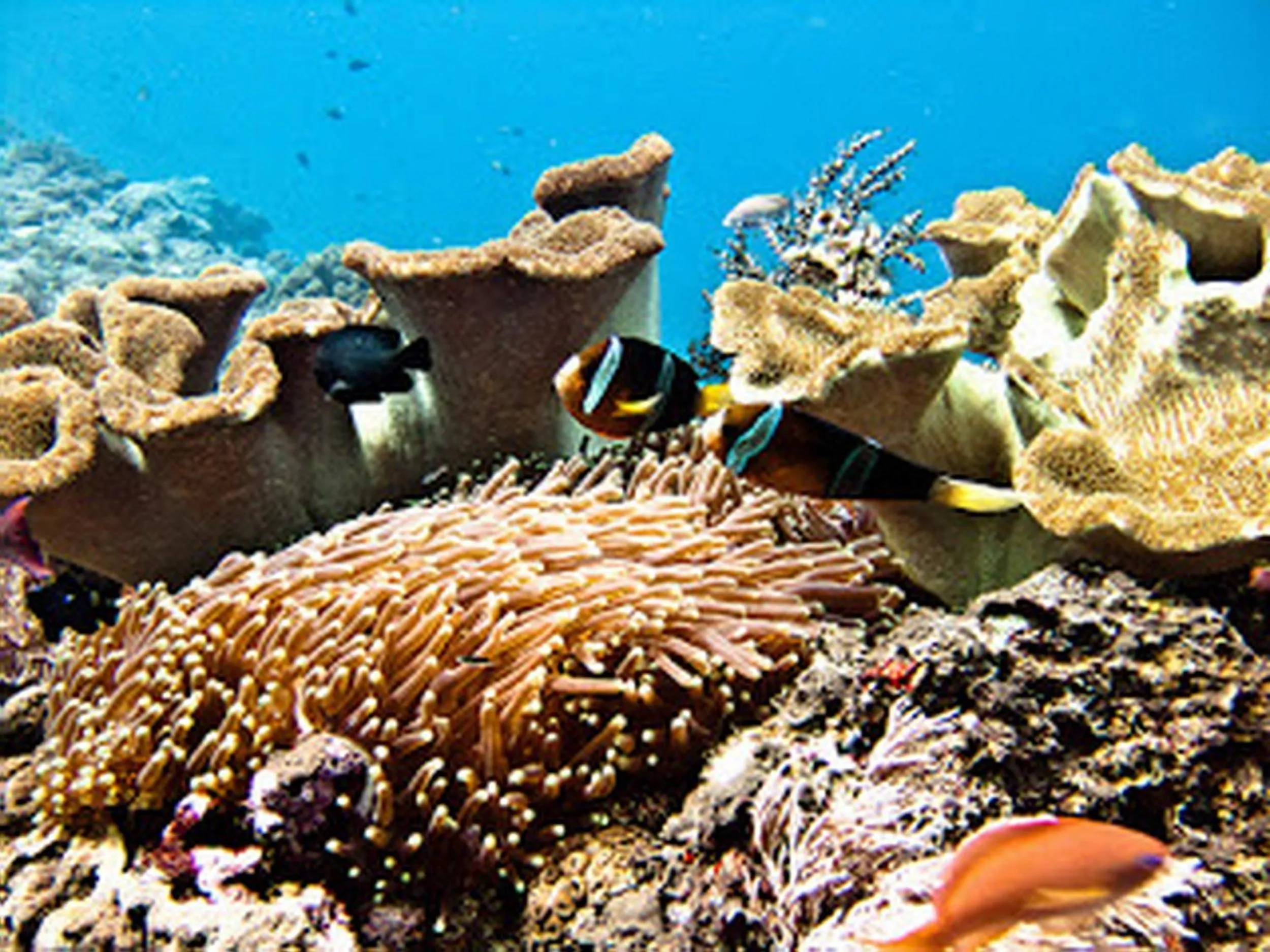Natural landscape in Dream Beach Hostel Lembongan