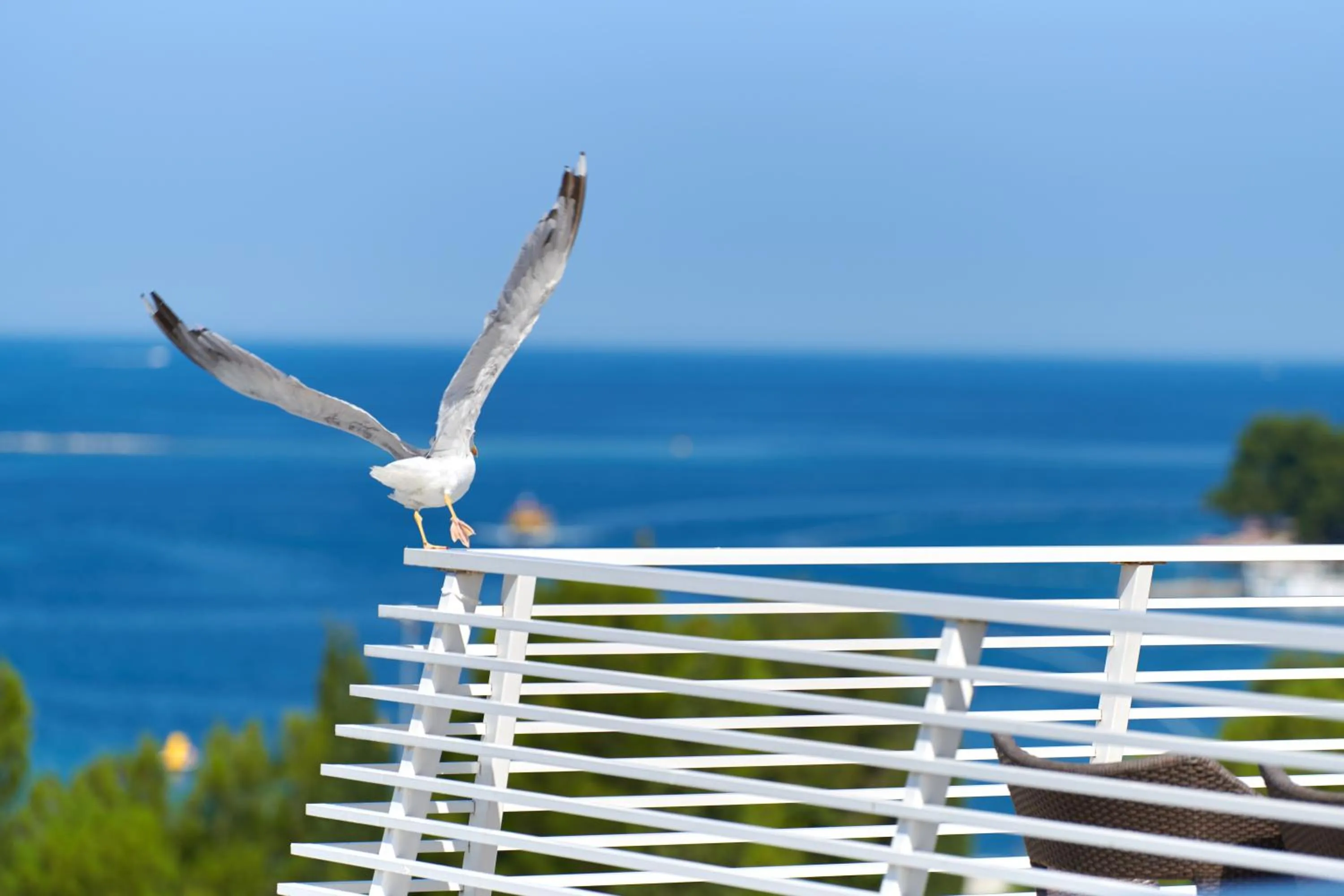 View (from property/room) in Hotel Albatros Plava Laguna