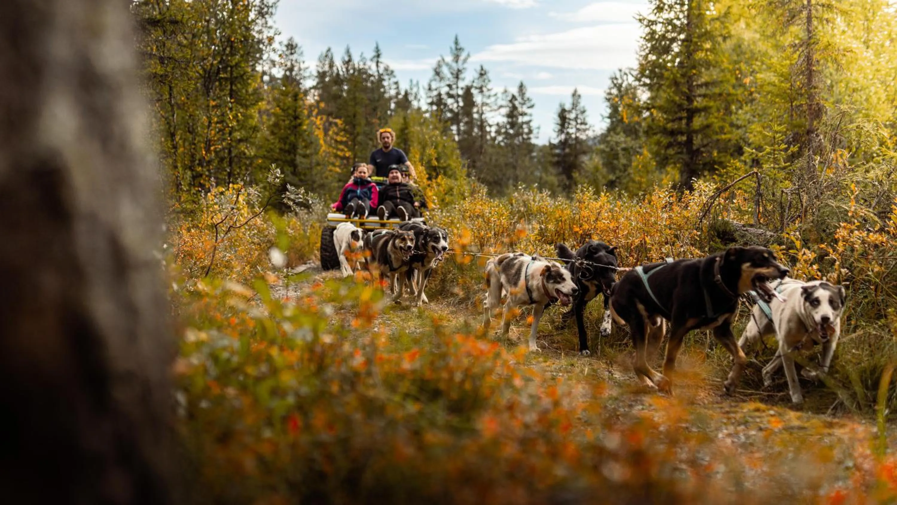 Pets in Fýri Resort