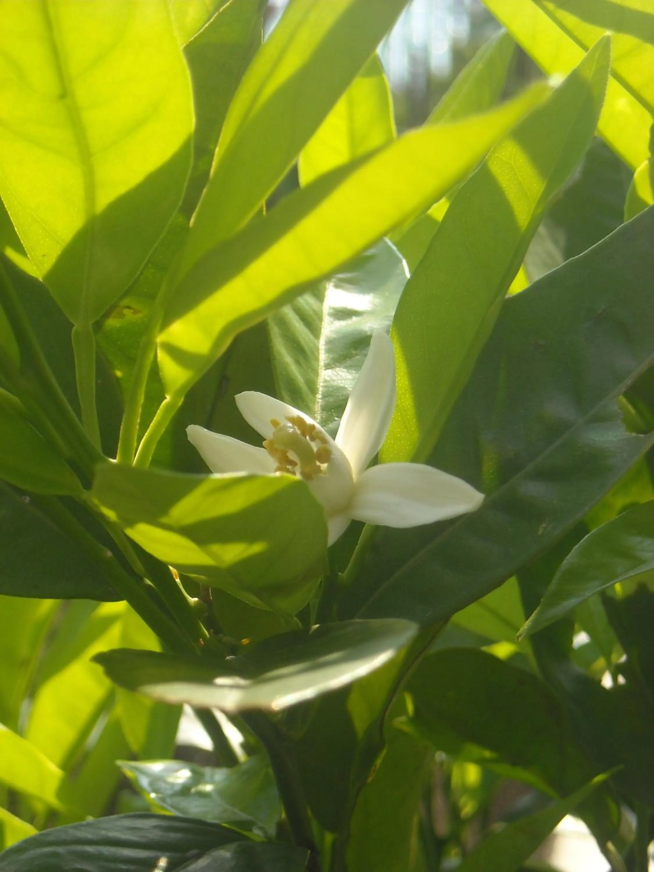 Garden in B&B Casa Sartori