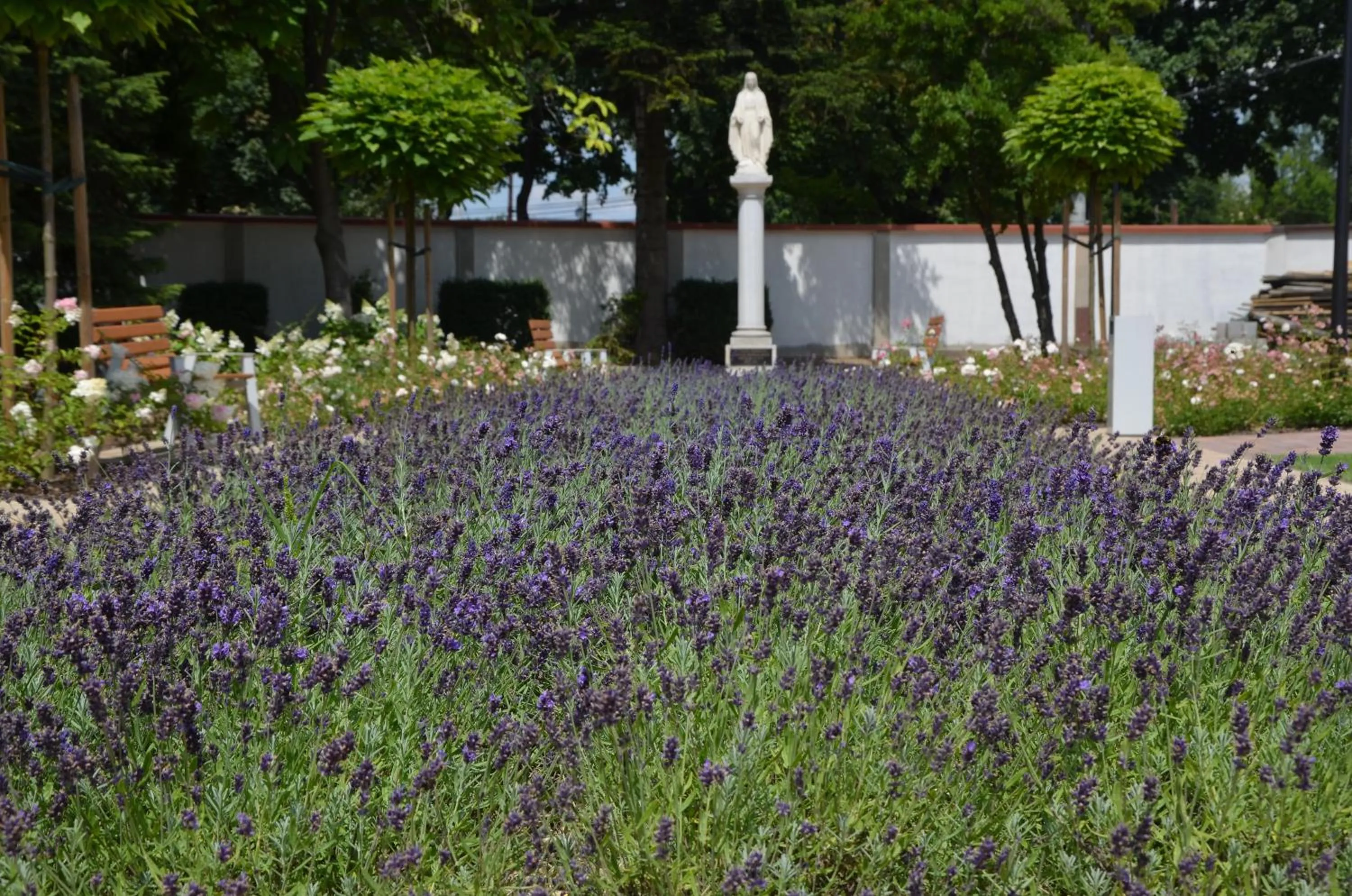 Garden in Domus Mater Hotel