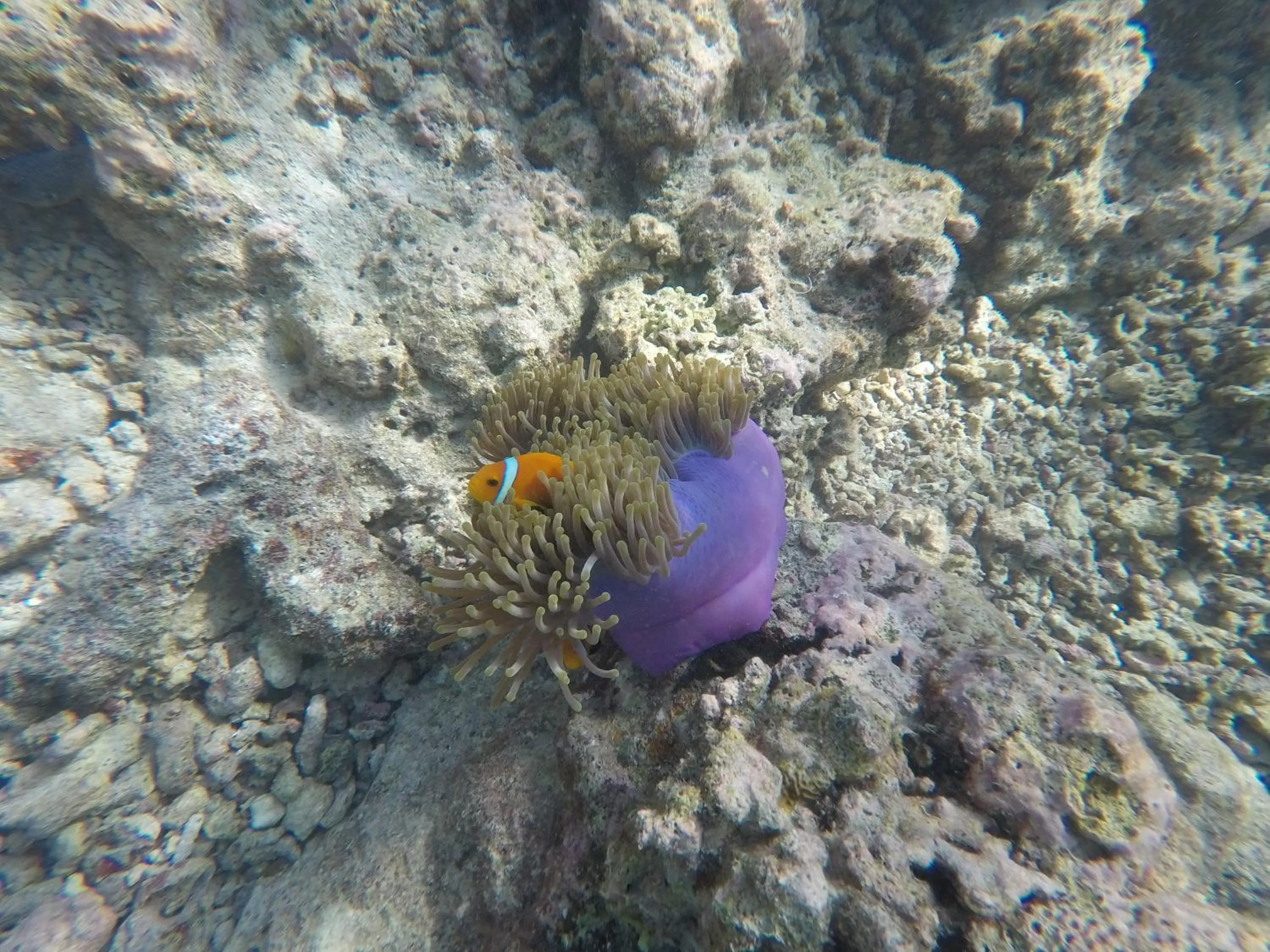 Snorkeling in Arora Inn